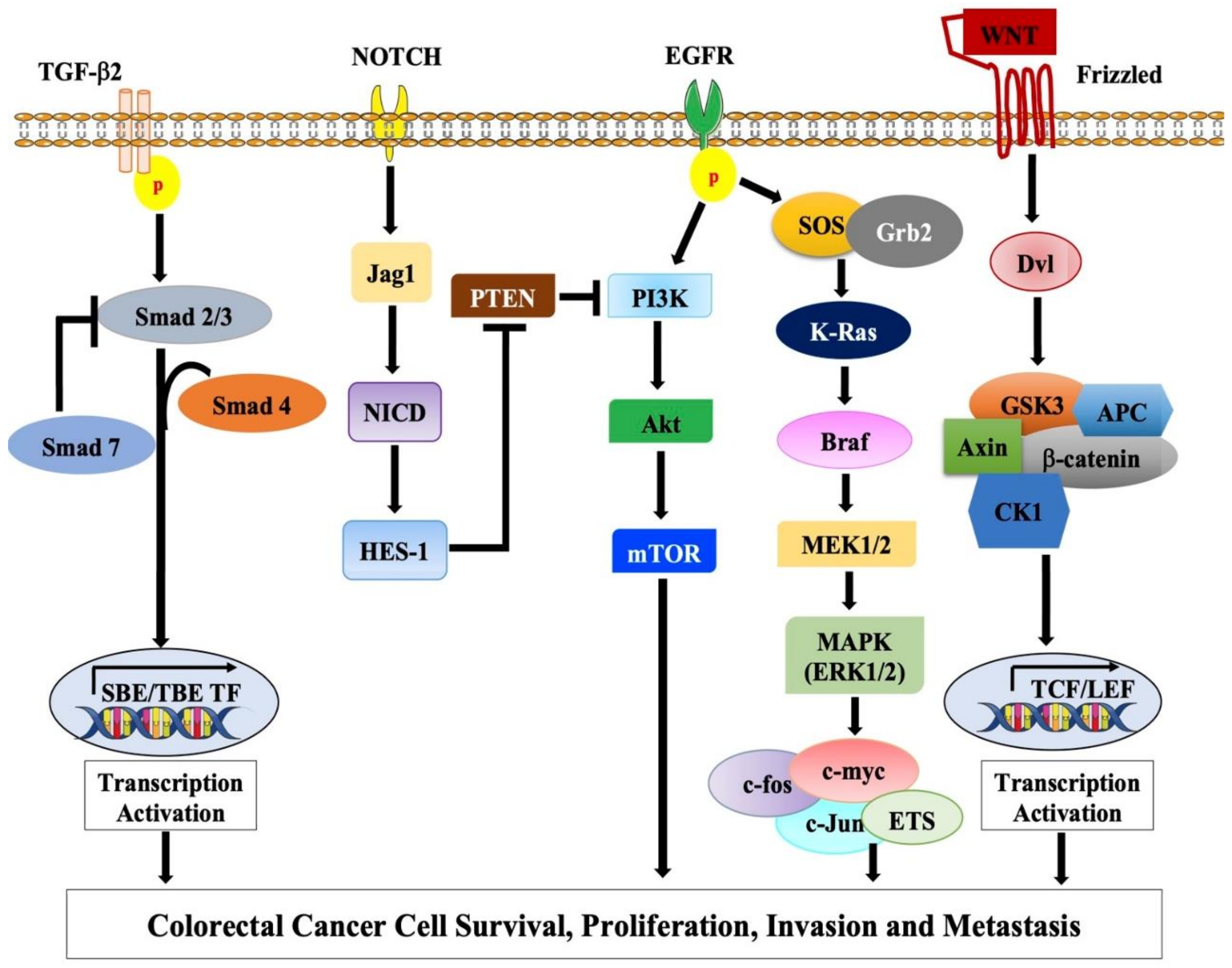 Ijms 22 00130 g002 Ijms 22 00130 g002