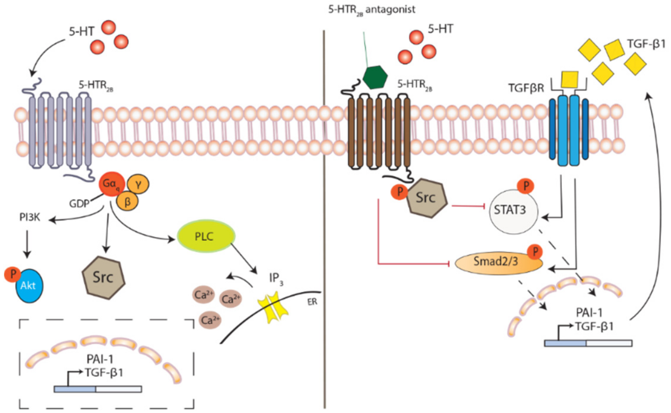 Ijms 22 00225 g001 Ijms 22 00225 g001