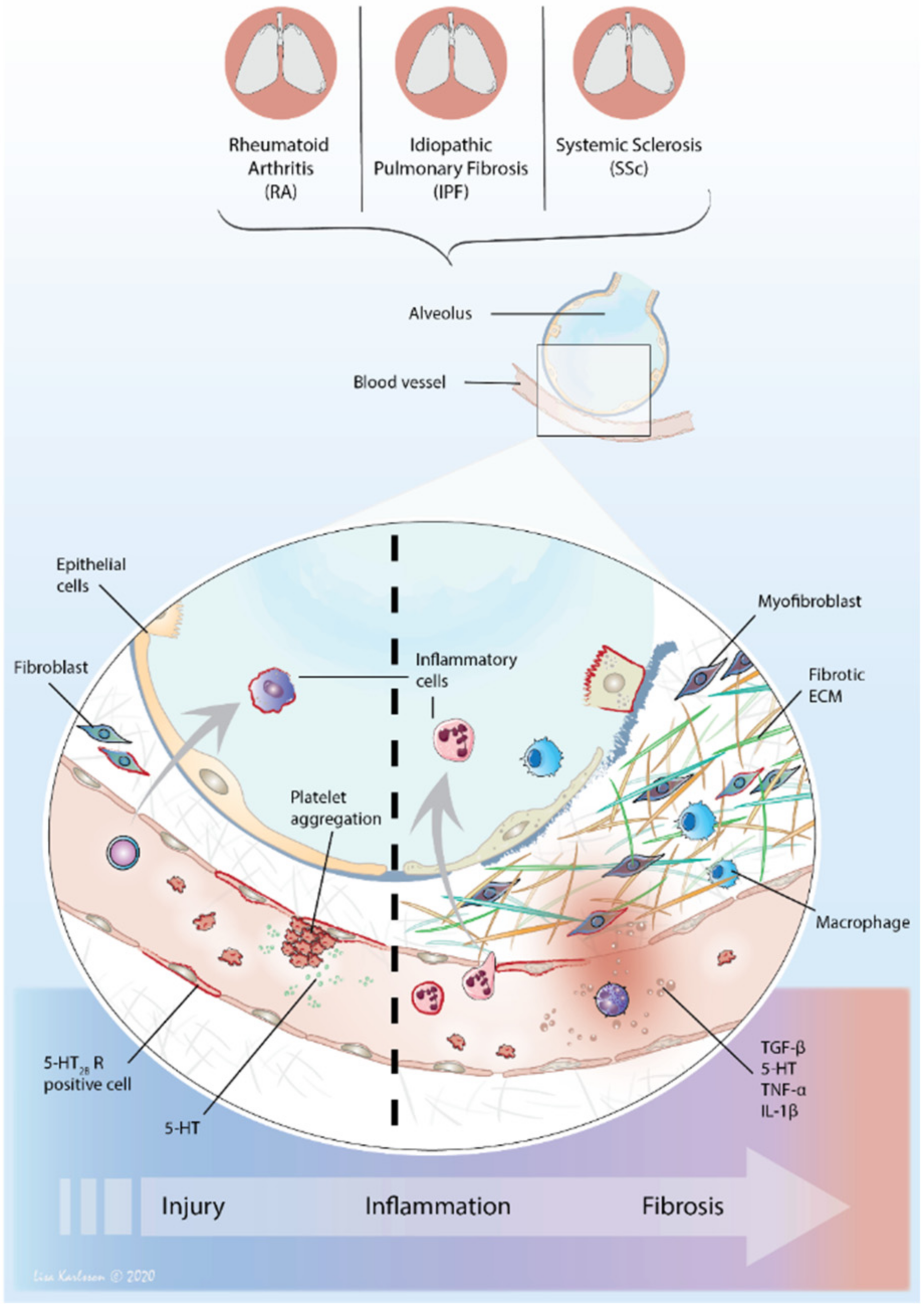 Ijms 22 00225 g002 Ijms 22 00225 g002