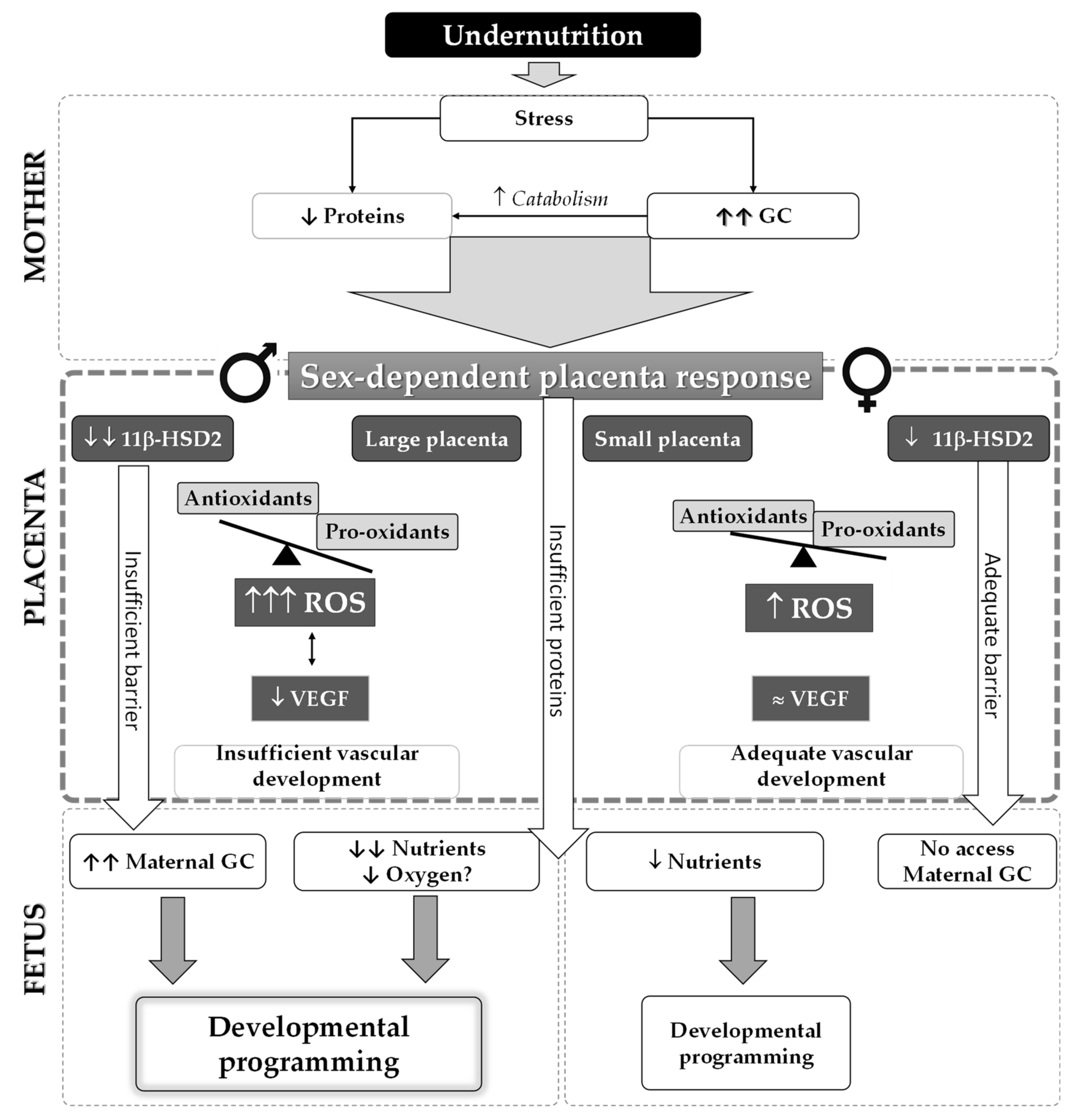Ijms 22 00237 g009 Ijms 22 00237 g009