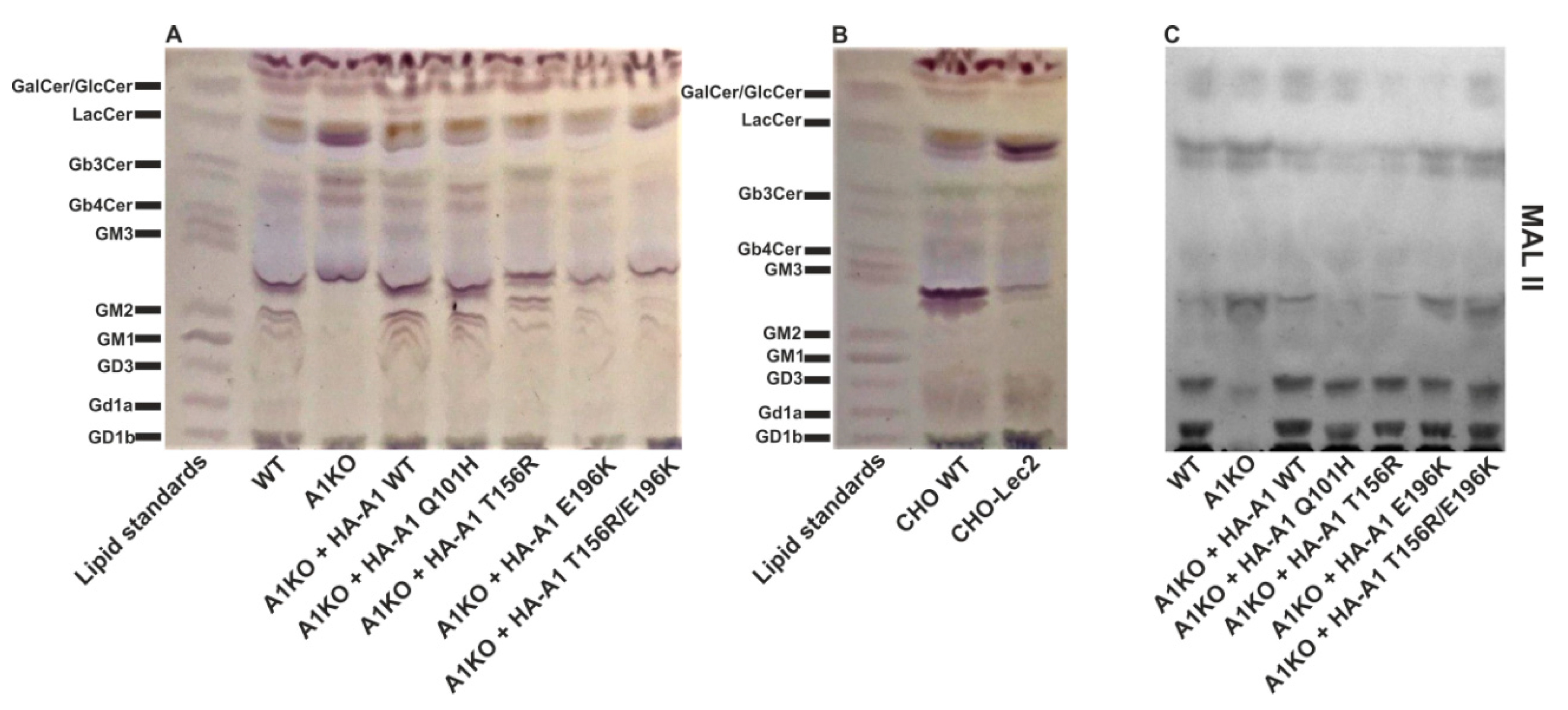 Ijms 22 00304 g009 Ijms 22 00304 g009