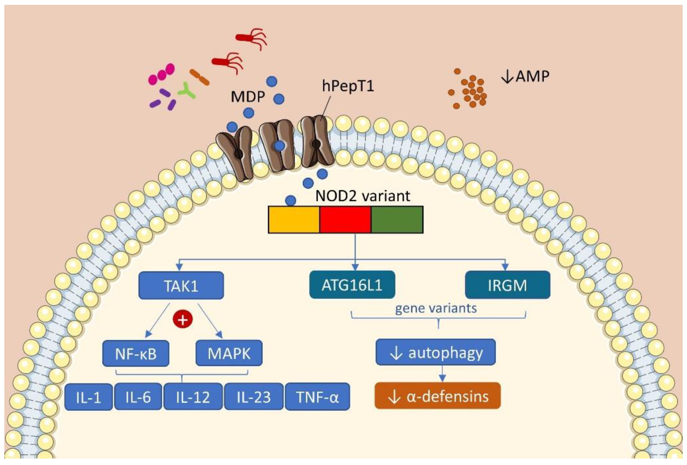 Ijms 22 00362 g001 Ijms 22 00362 g001