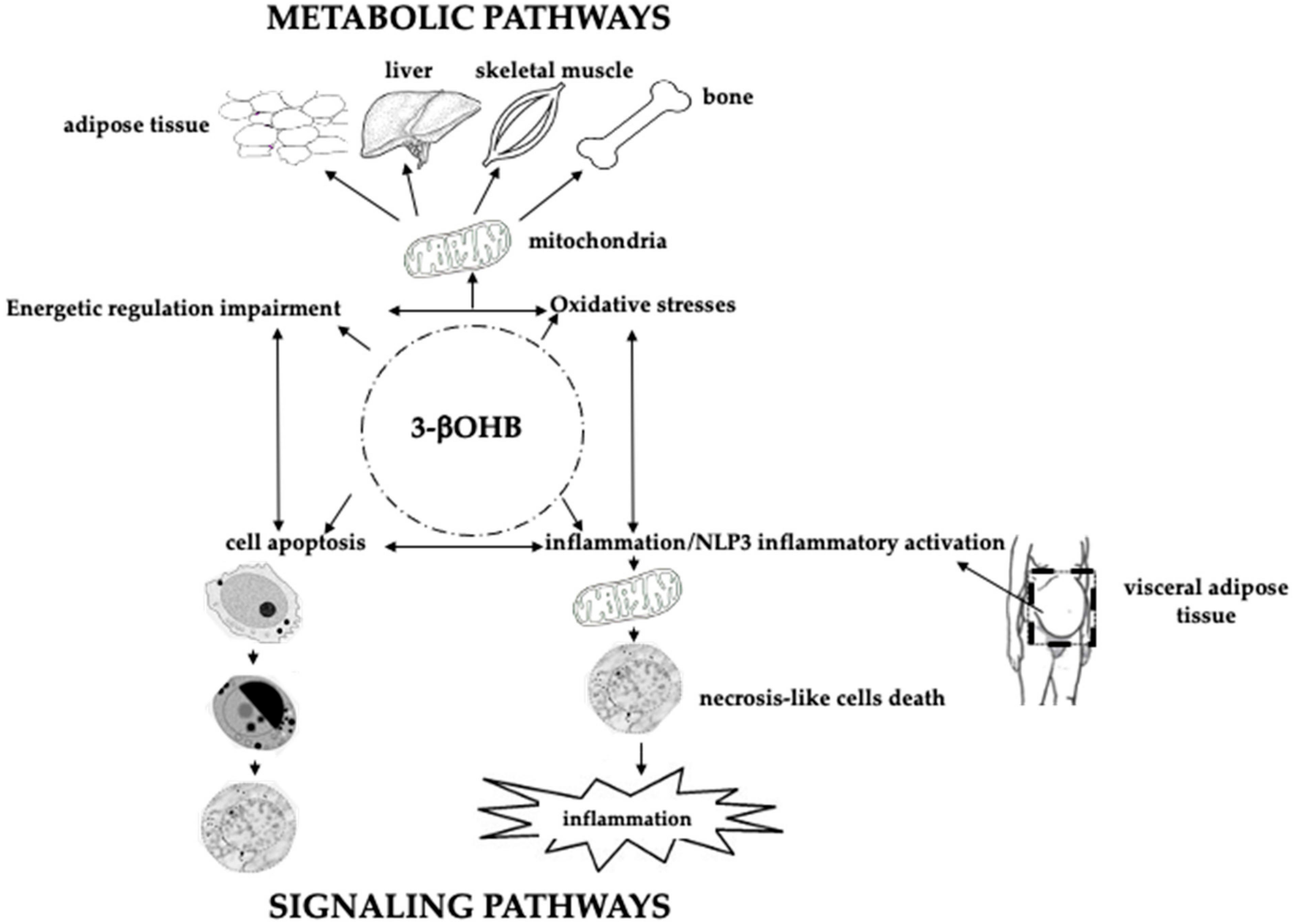 Ijms 22 00435 g002 Ijms 22 00435 g002