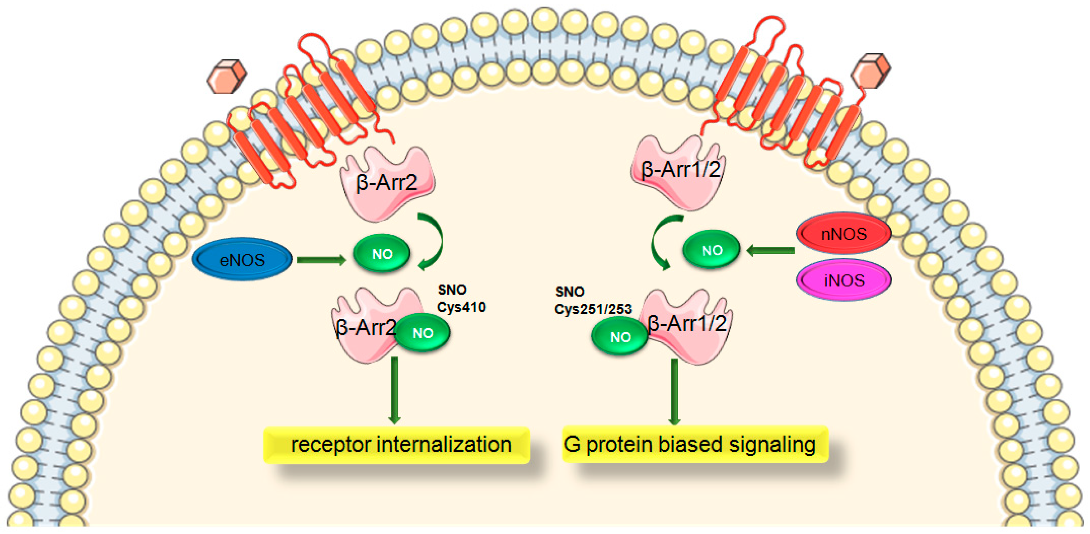 Ijms 22 00521 g003 Ijms 22 00521 g003