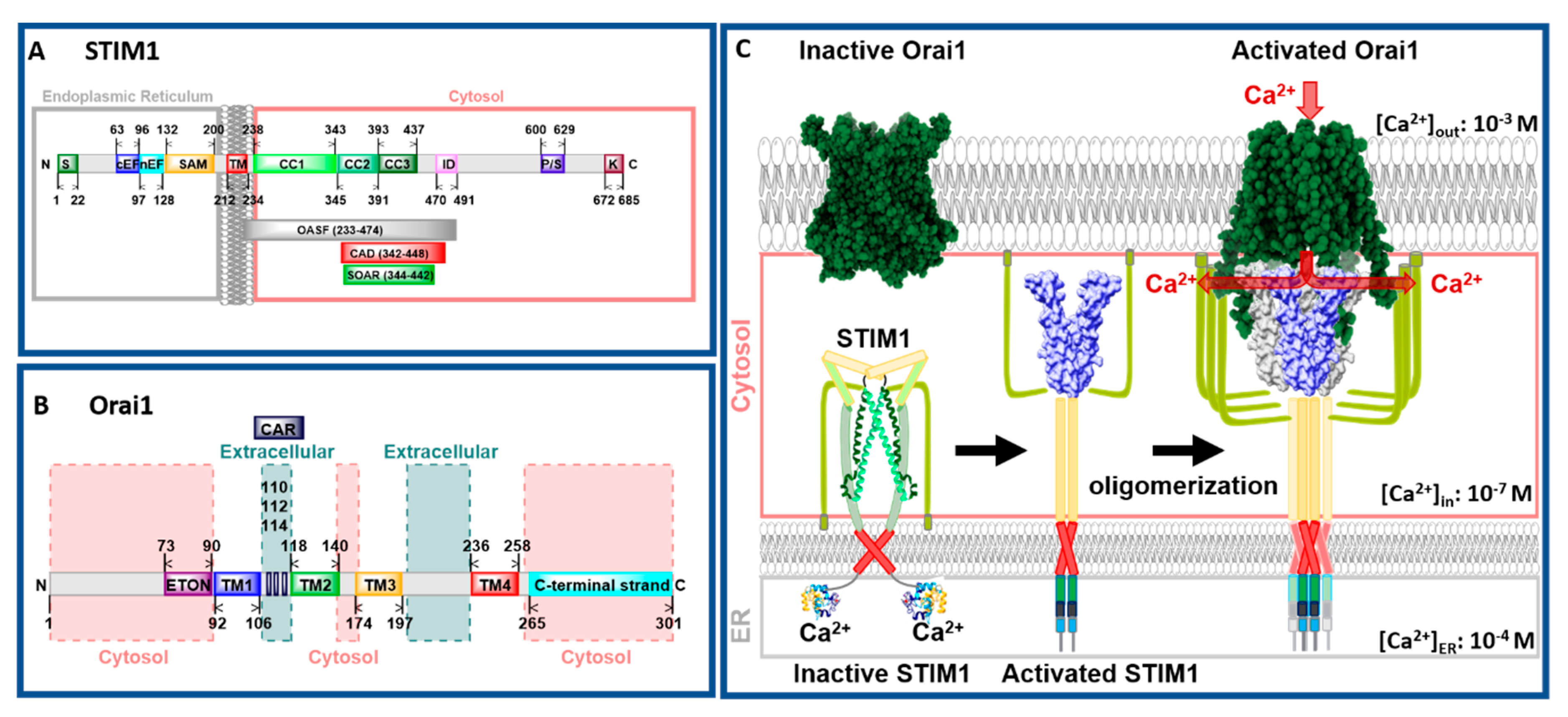 Ijms 22 00533 g001 Ijms 22 00533 g001