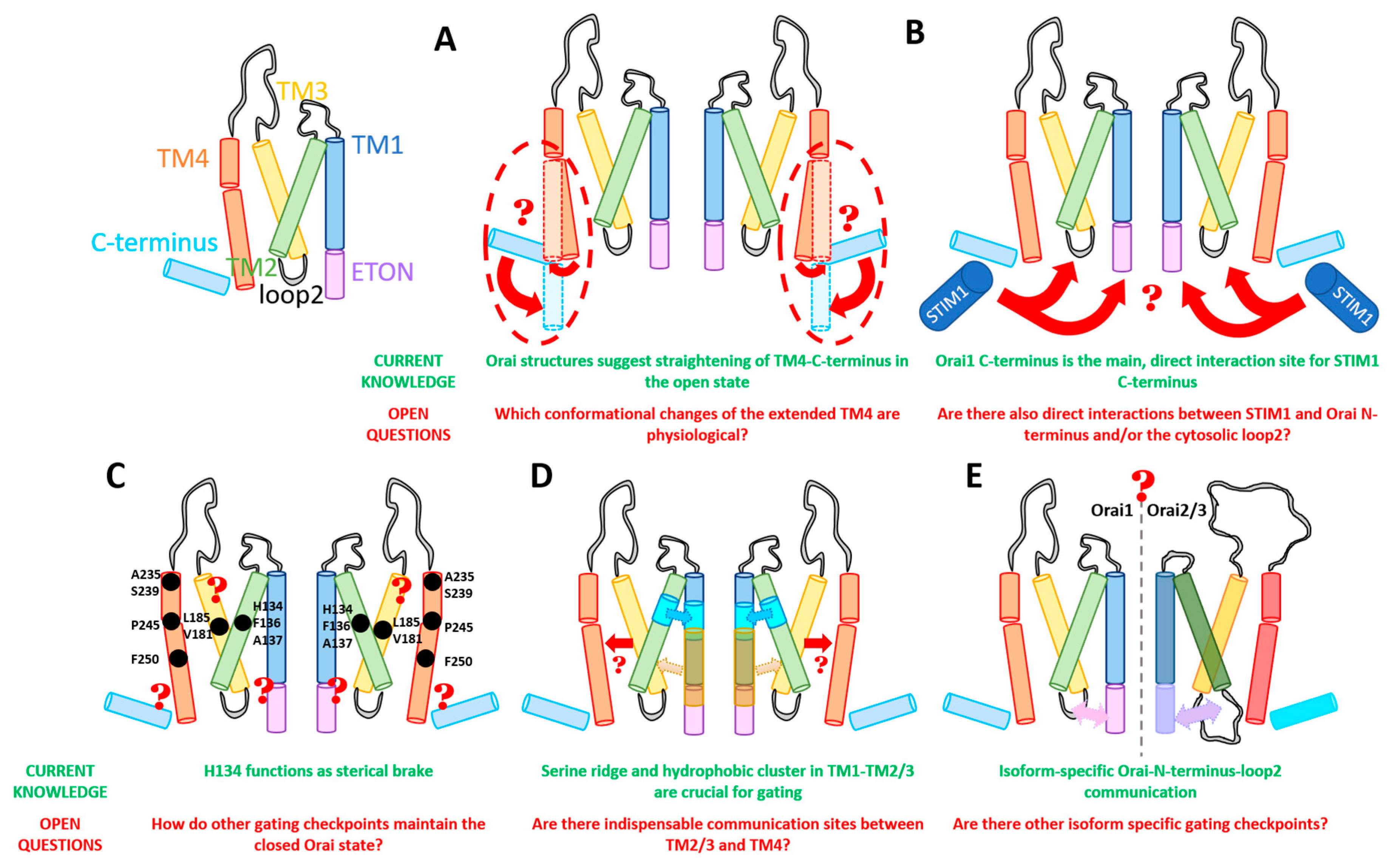 Ijms 22 00533 g006 Ijms 22 00533 g006