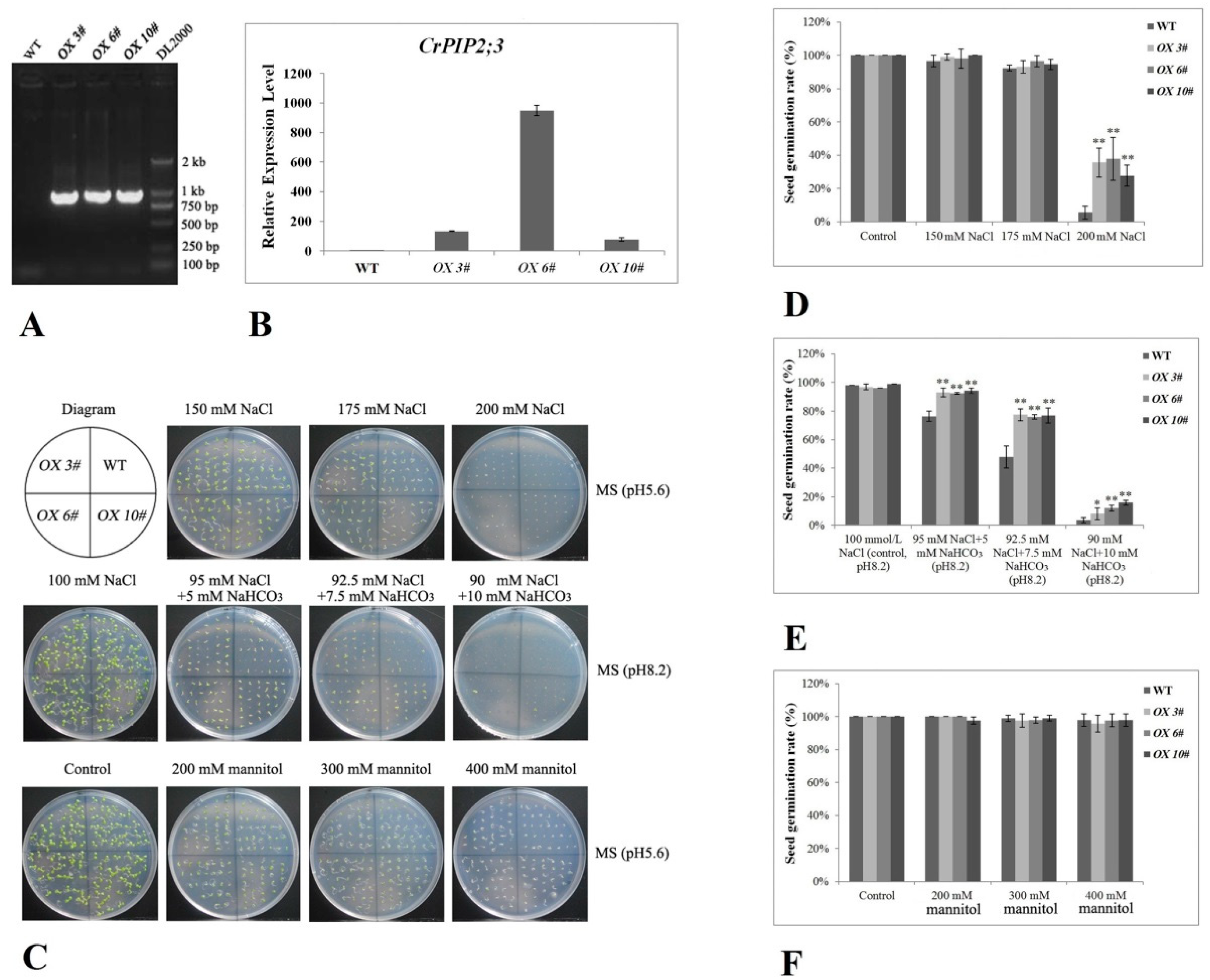 Ijms 22 00565 g005 Ijms 22 00565 g005