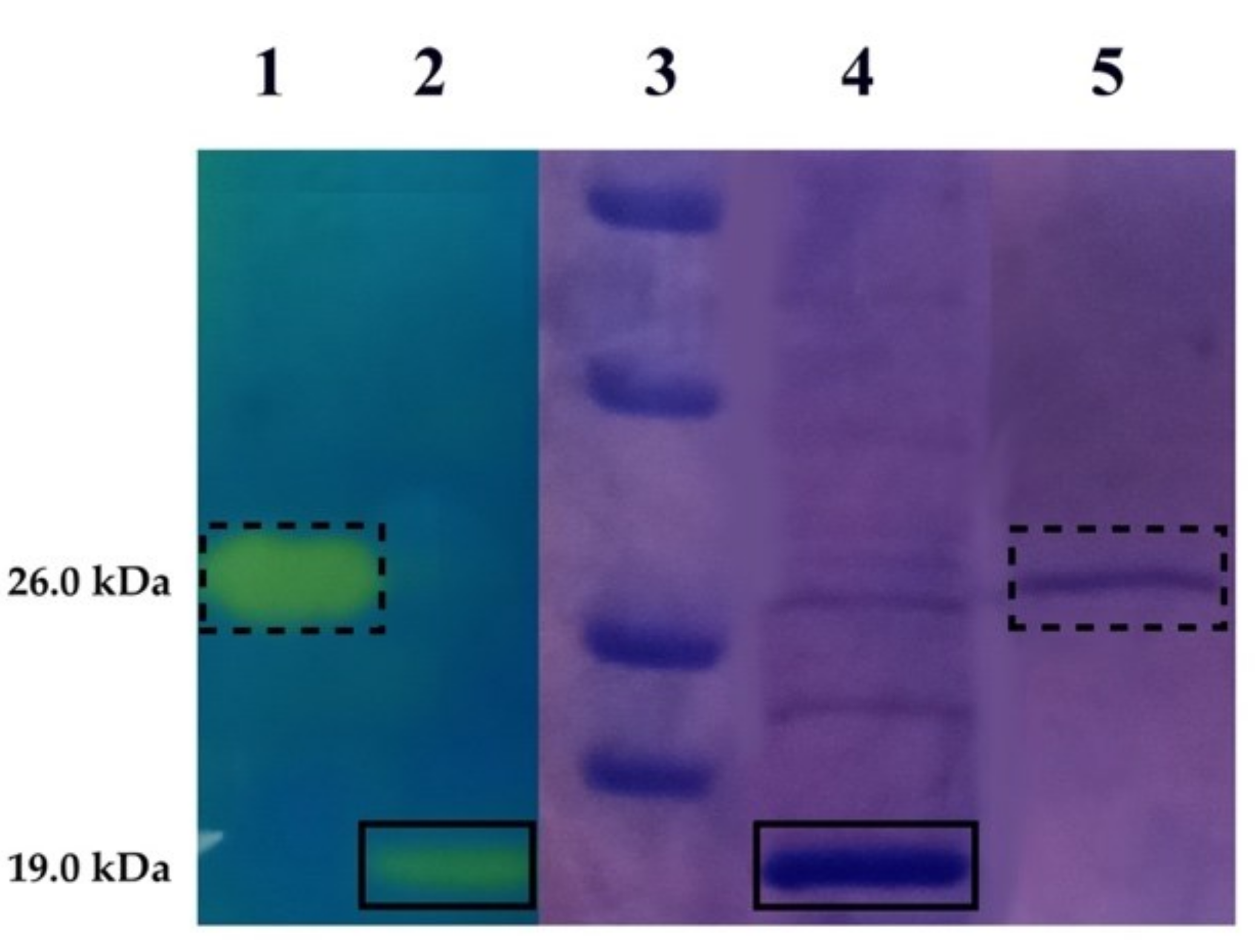 Ijms 22 00571 g001 Ijms 22 00571 g001