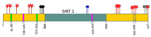 Ijms 22 00630 i001 Ijms 22 00630 i001