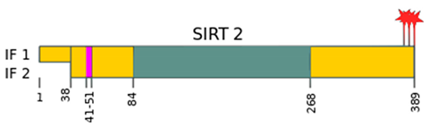 Ijms 22 00630 i002 Ijms 22 00630 i002