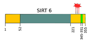 Ijms 22 00630 i006 Ijms 22 00630 i006