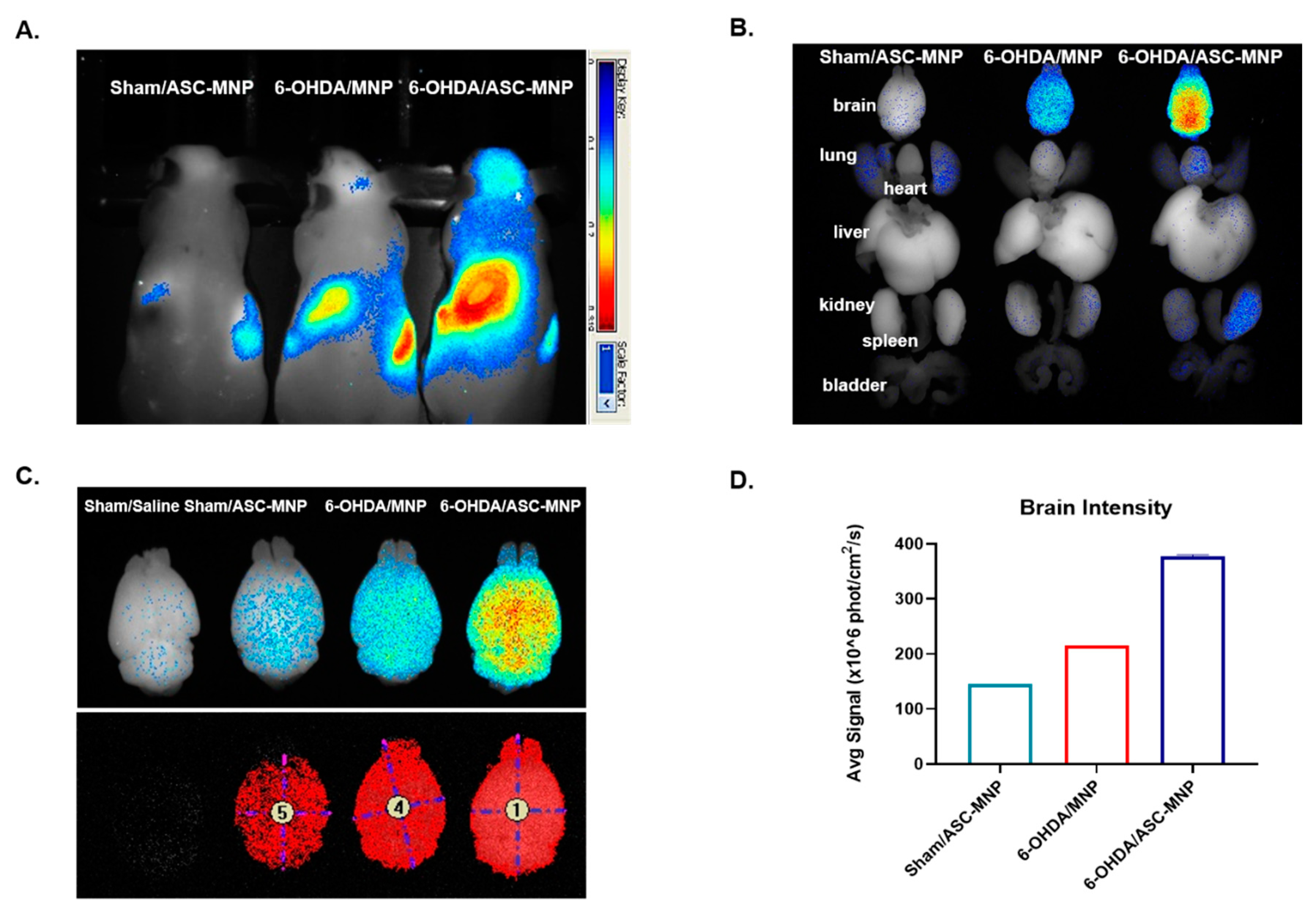 Ijms 22 00654 g003 Ijms 22 00654 g003