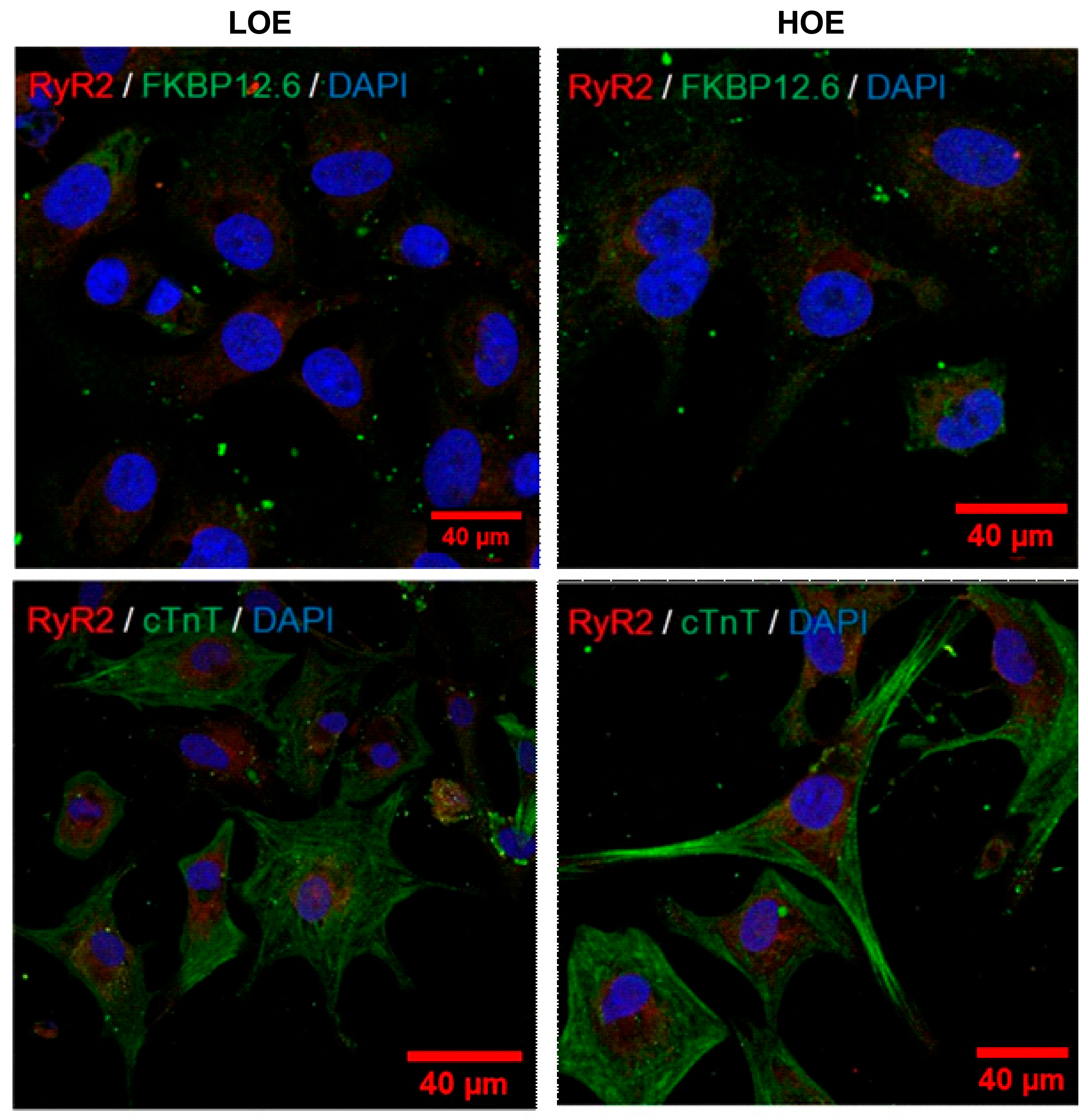 Ijms 22 00662 g004 Ijms 22 00662 g004