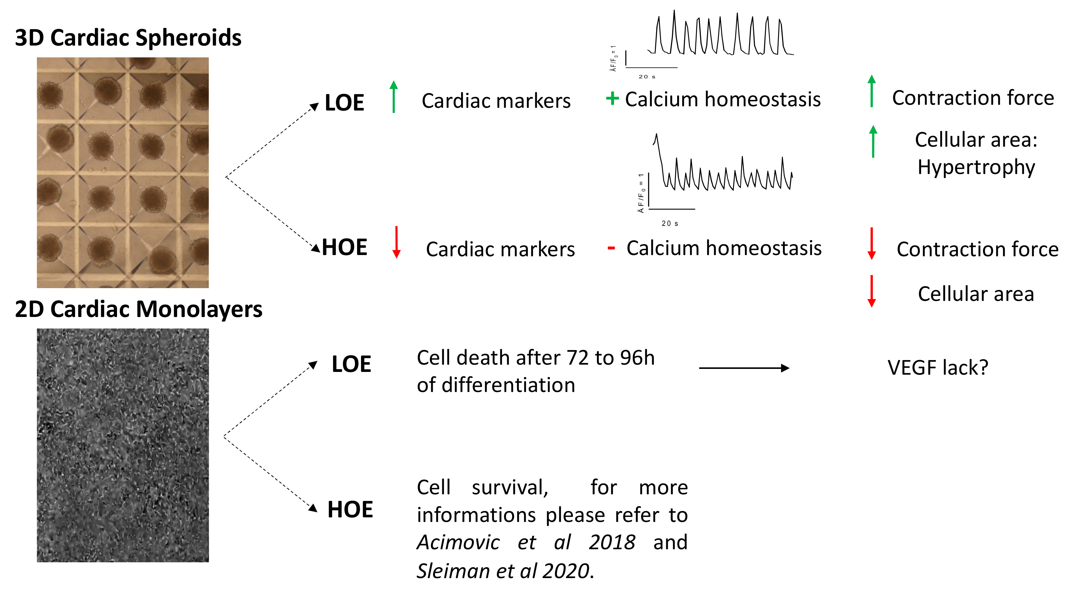 Ijms 22 00662 g008 Ijms 22 00662 g008