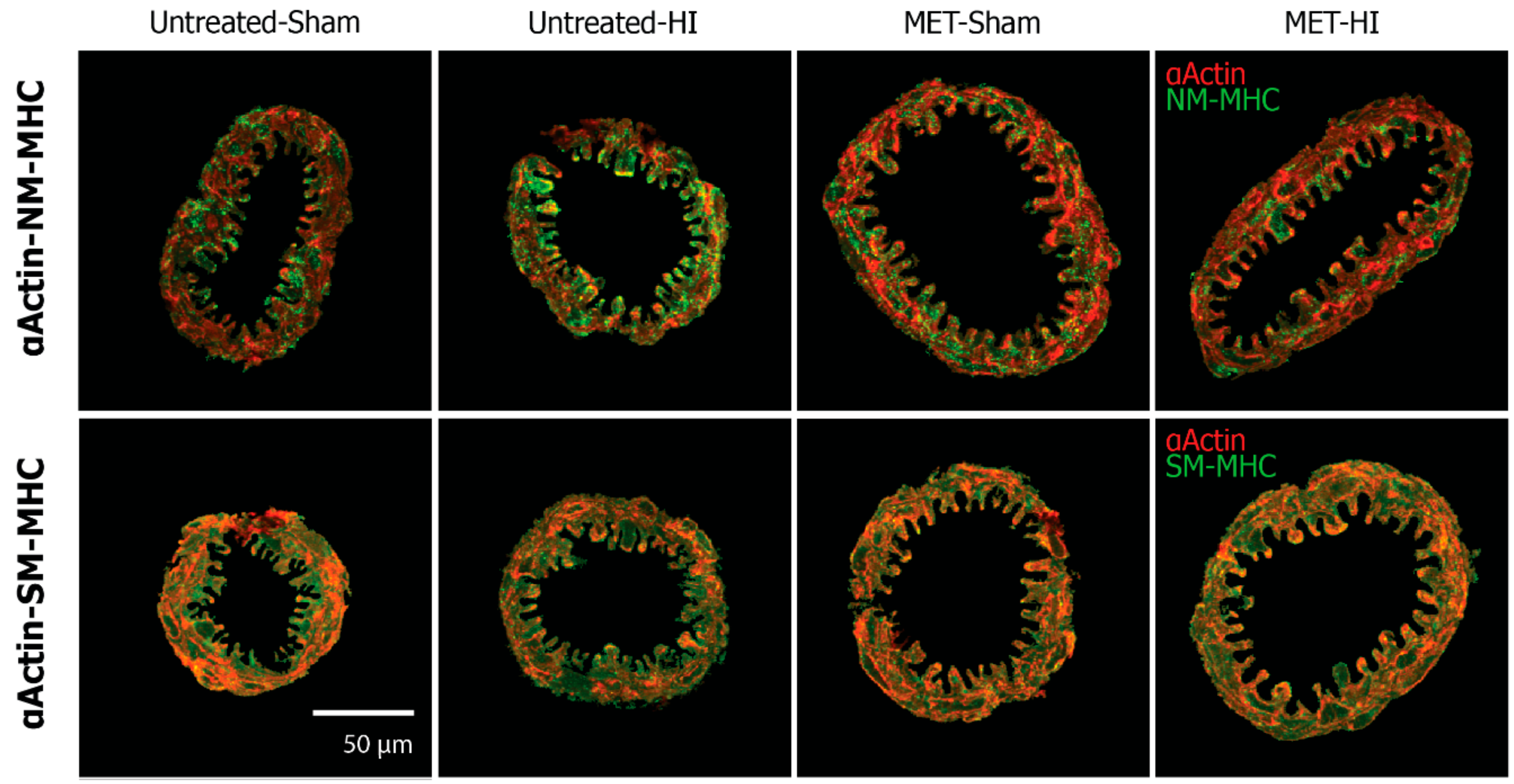 Ijms 22 00680 g003 Ijms 22 00680 g003