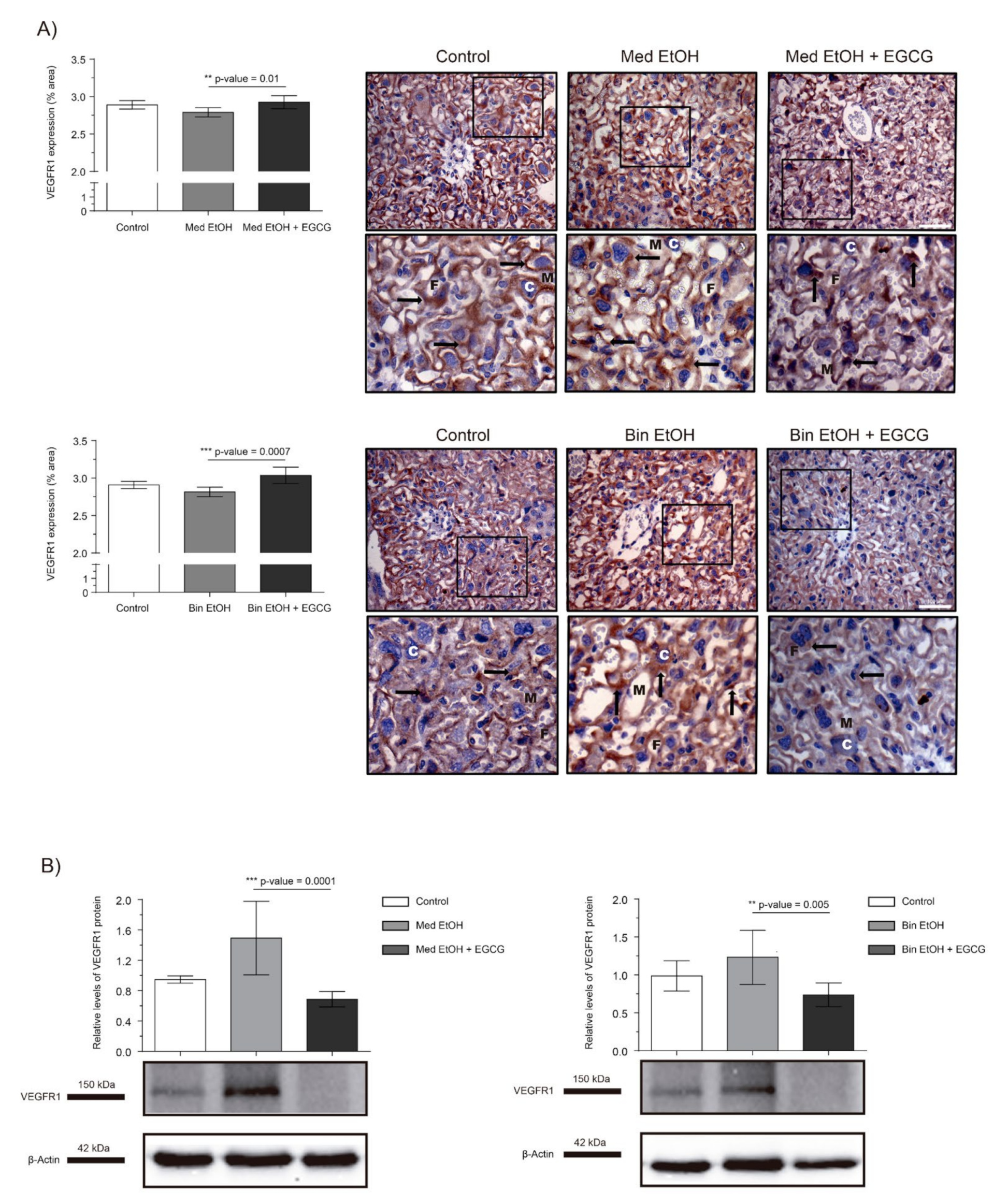 Ijms 22 00715 g004 Ijms 22 00715 g004