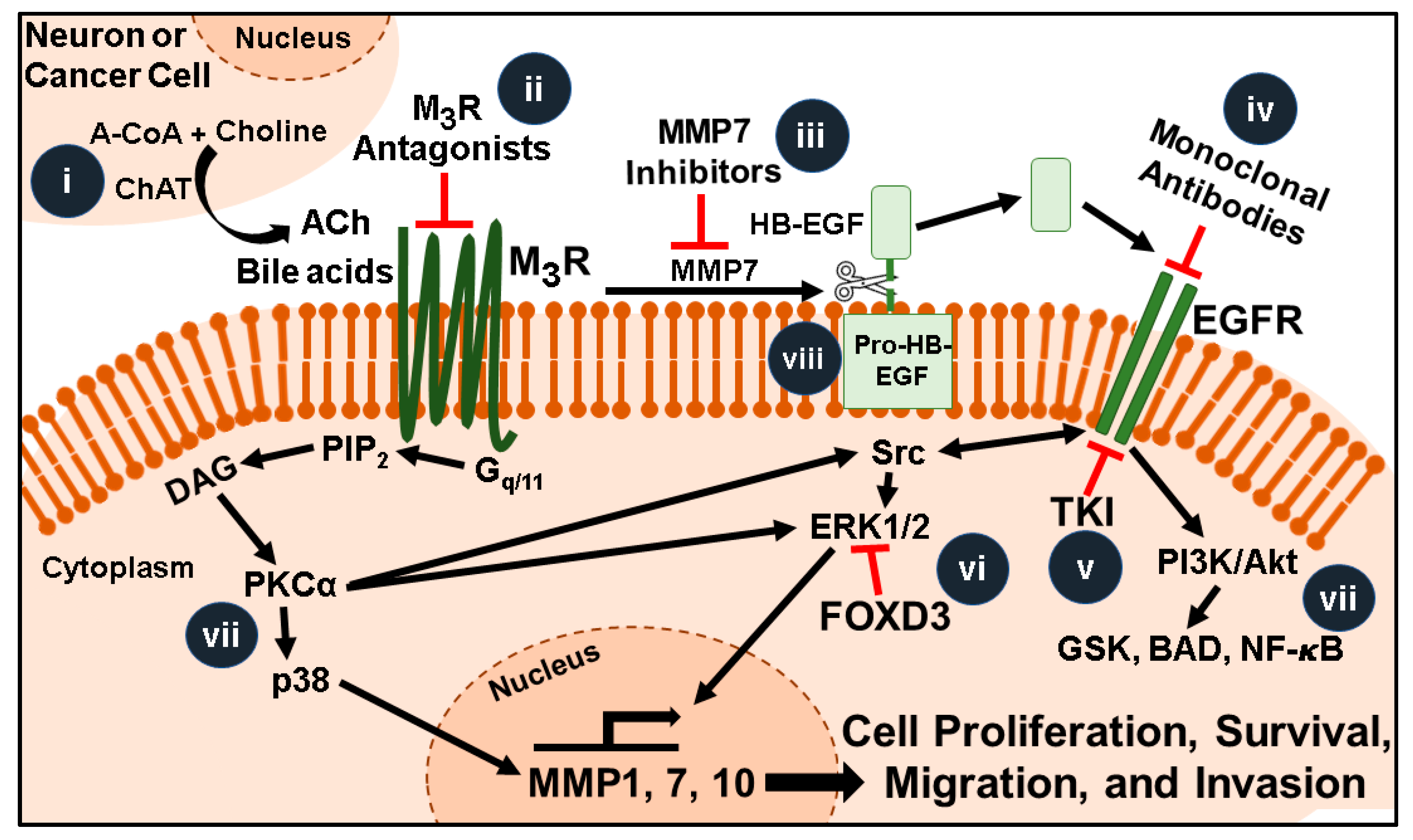 Ijms 22 00716 g001 Ijms 22 00716 g001