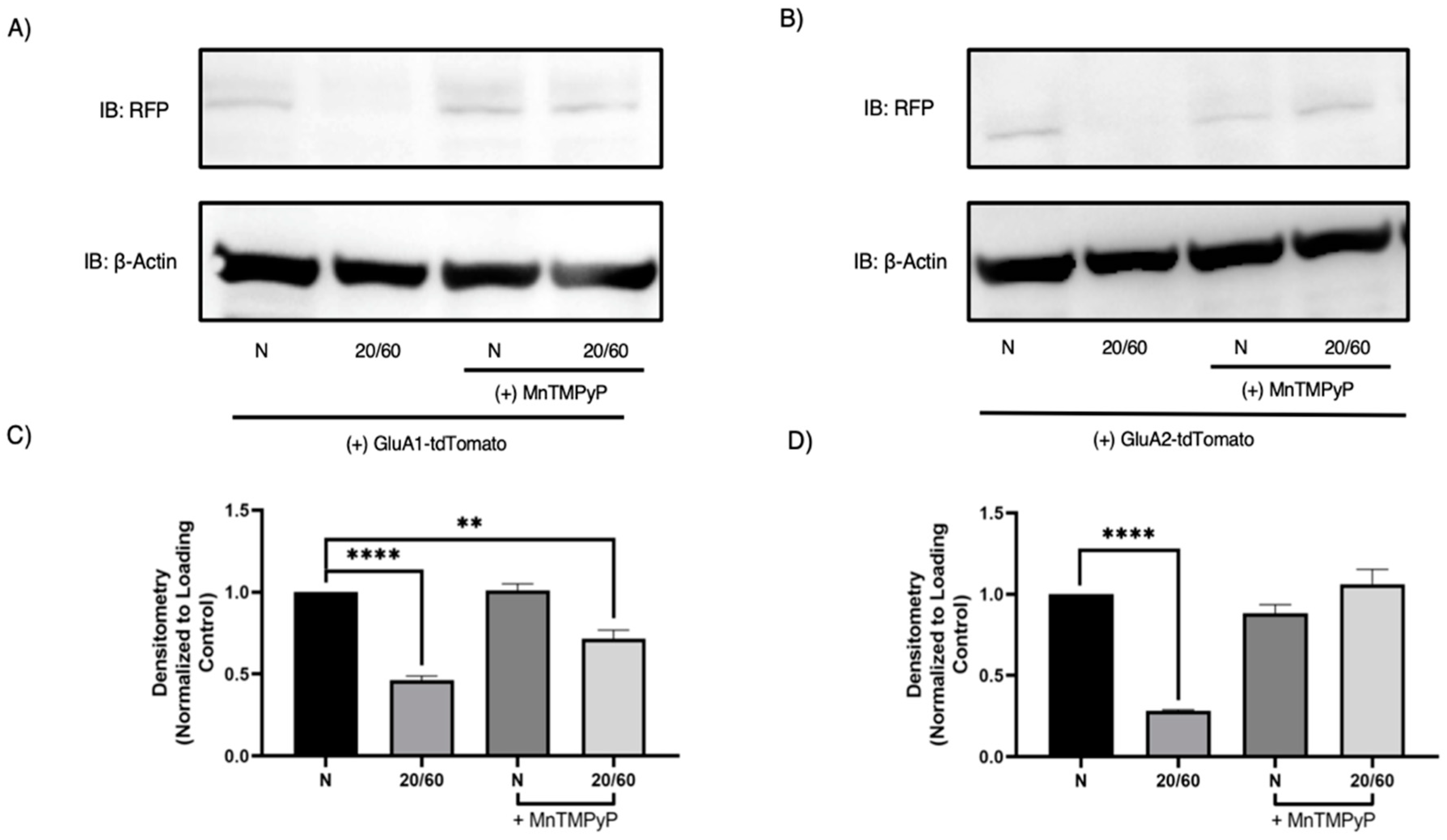 Ijms 22 00717 g007 Ijms 22 00717 g007
