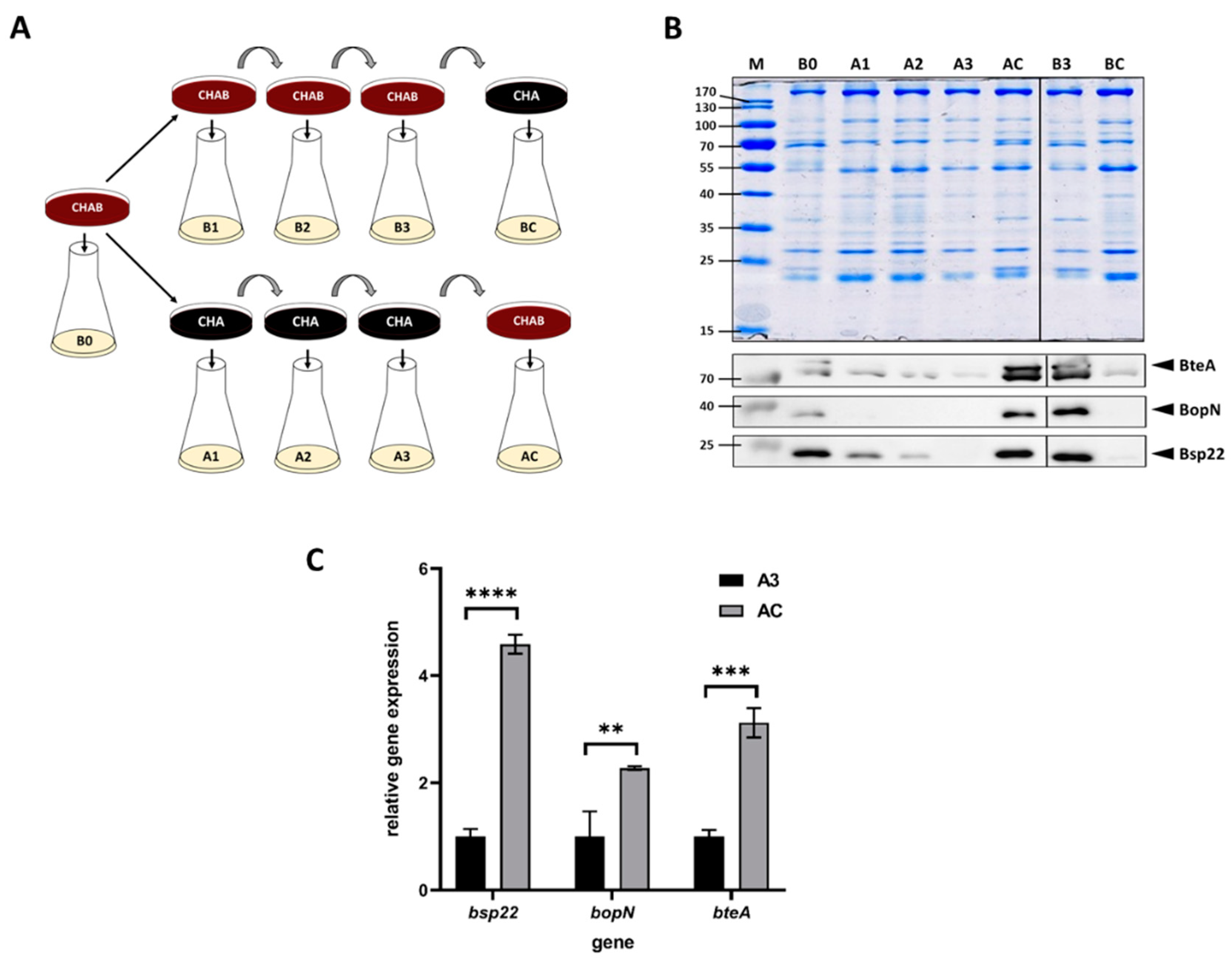 Ijms 22 00736 g001 Ijms 22 00736 g001