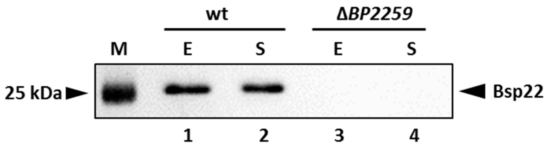 Ijms 22 00736 g006 Ijms 22 00736 g006