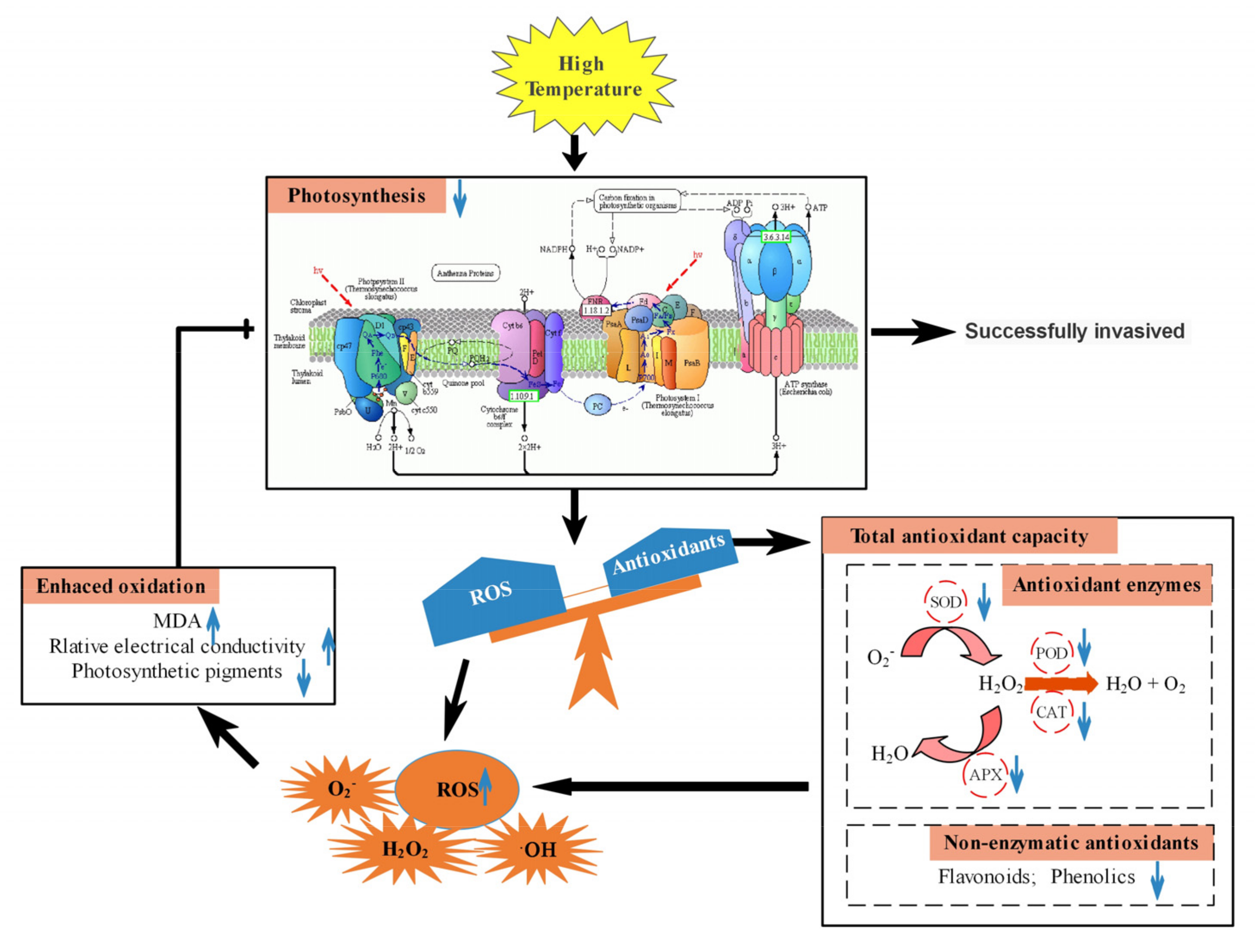 Ijms 22 00748 g006 Ijms 22 00748 g006