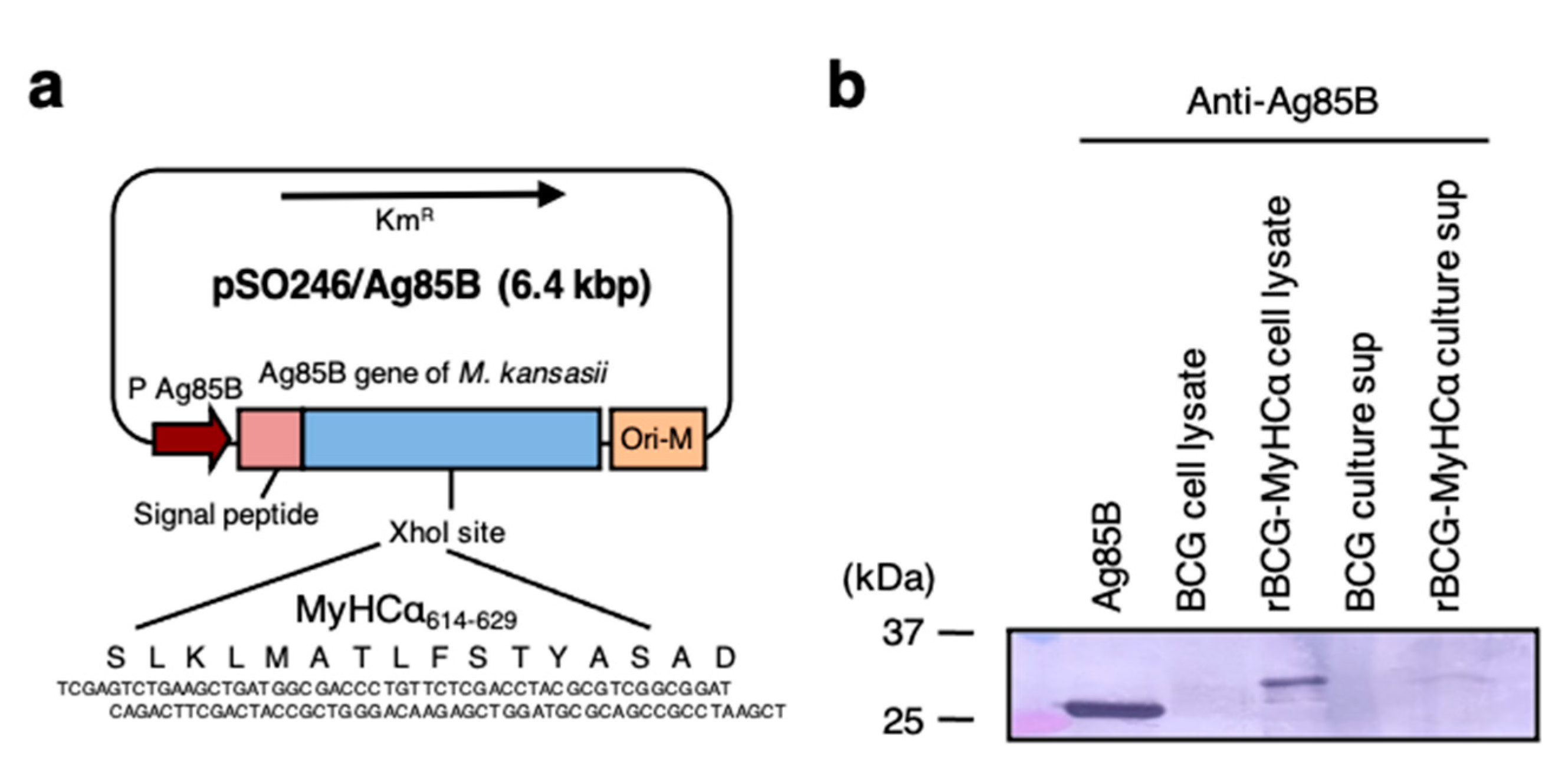 Ijms 22 00794 g001 Ijms 22 00794 g001