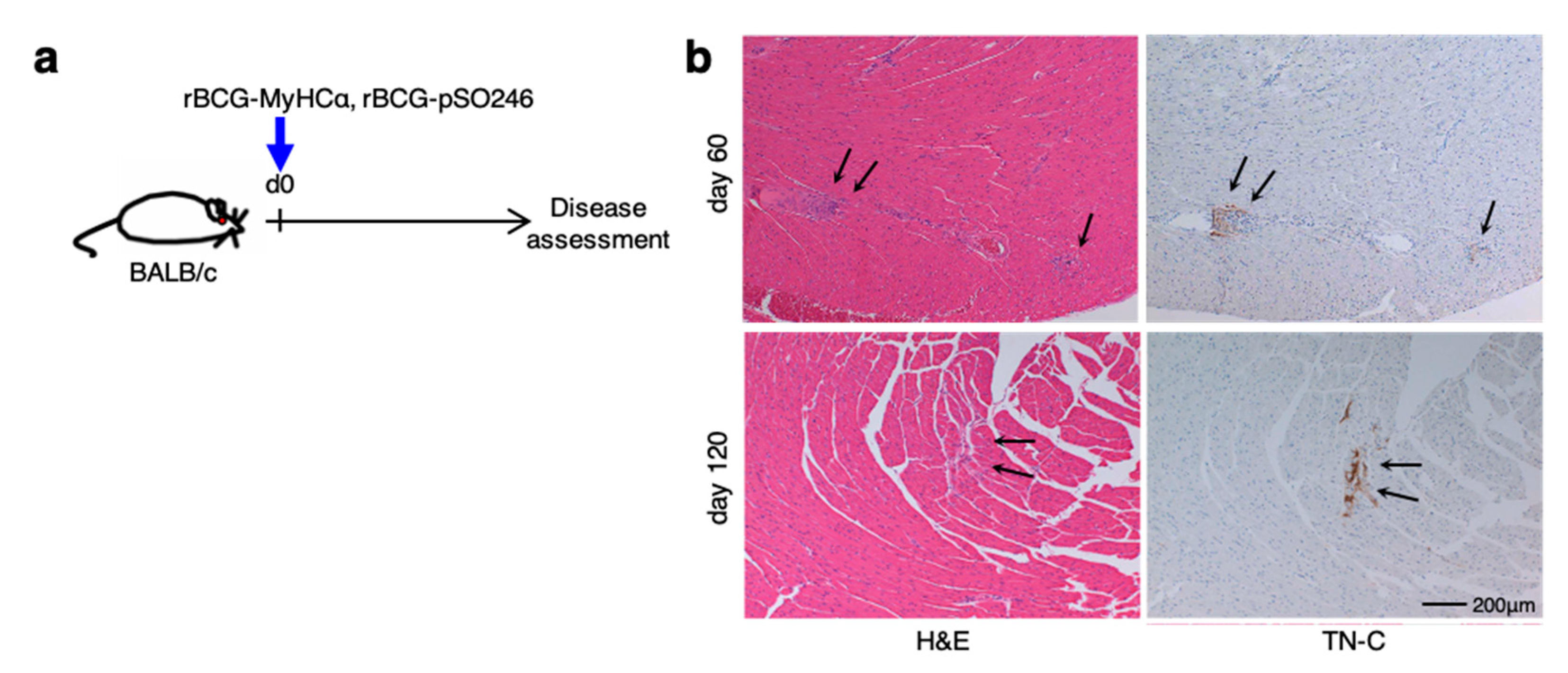 Ijms 22 00794 g002 Ijms 22 00794 g002