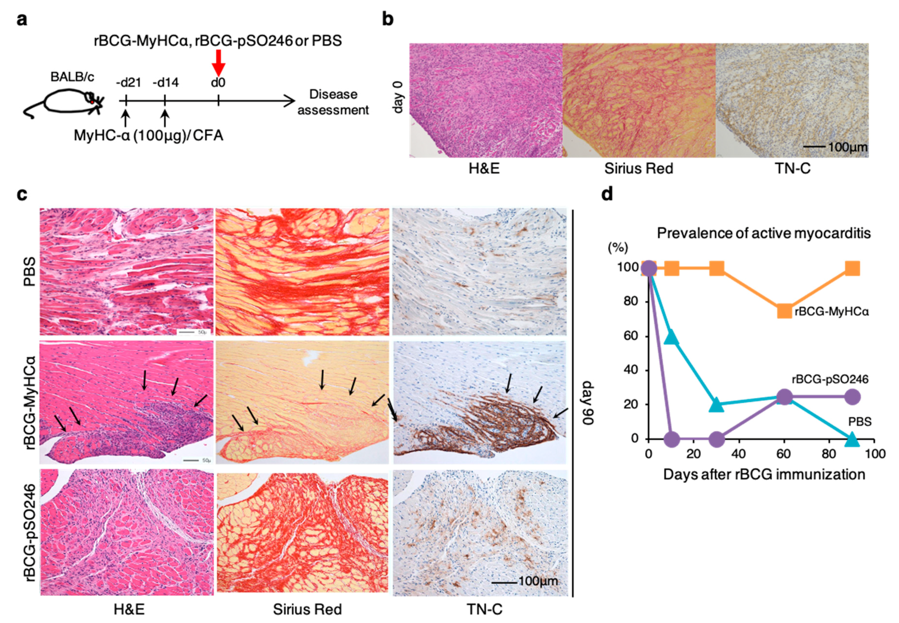 Ijms 22 00794 g005 Ijms 22 00794 g005