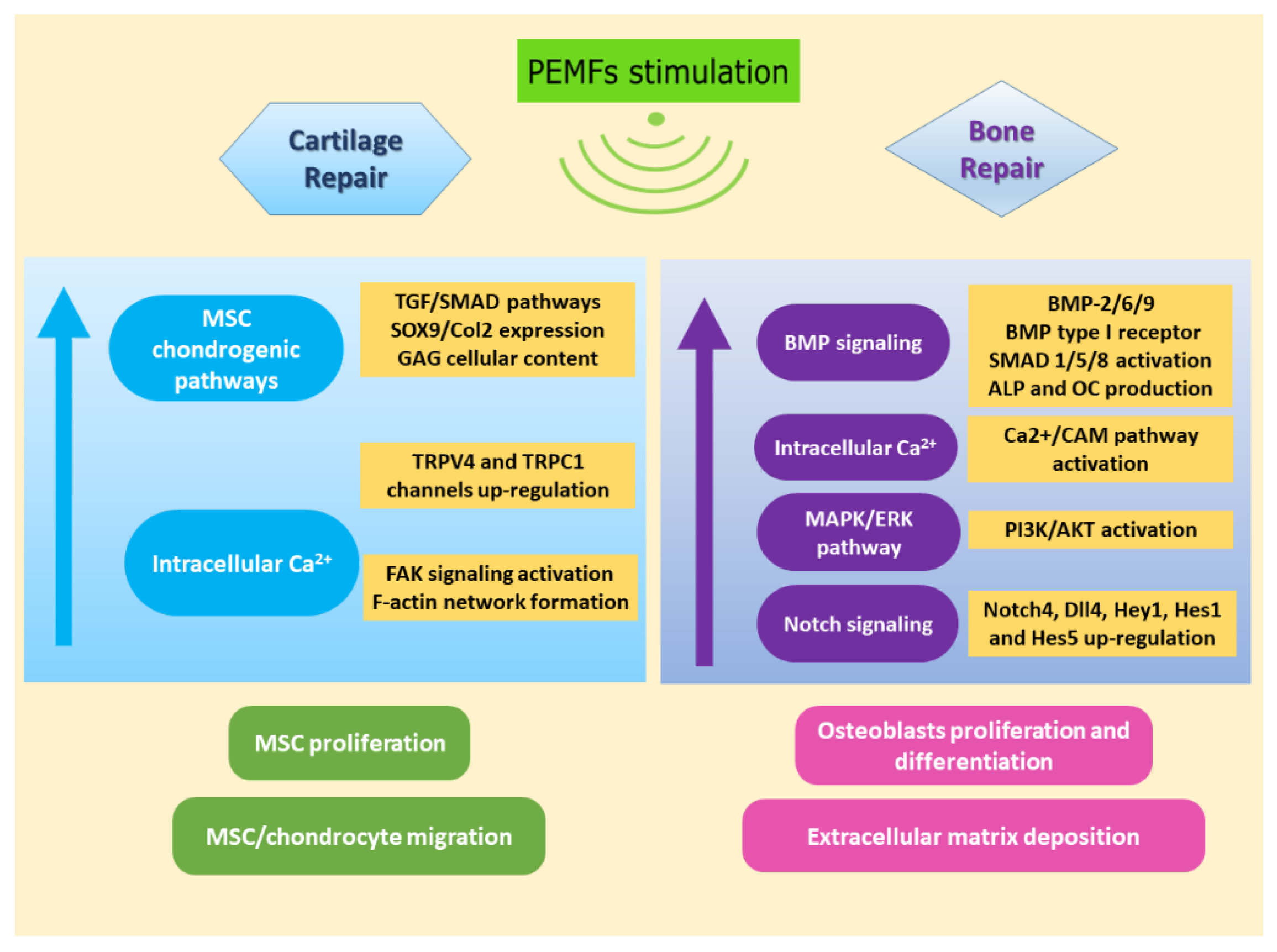 Ijms 22 00809 g002 Ijms 22 00809 g002