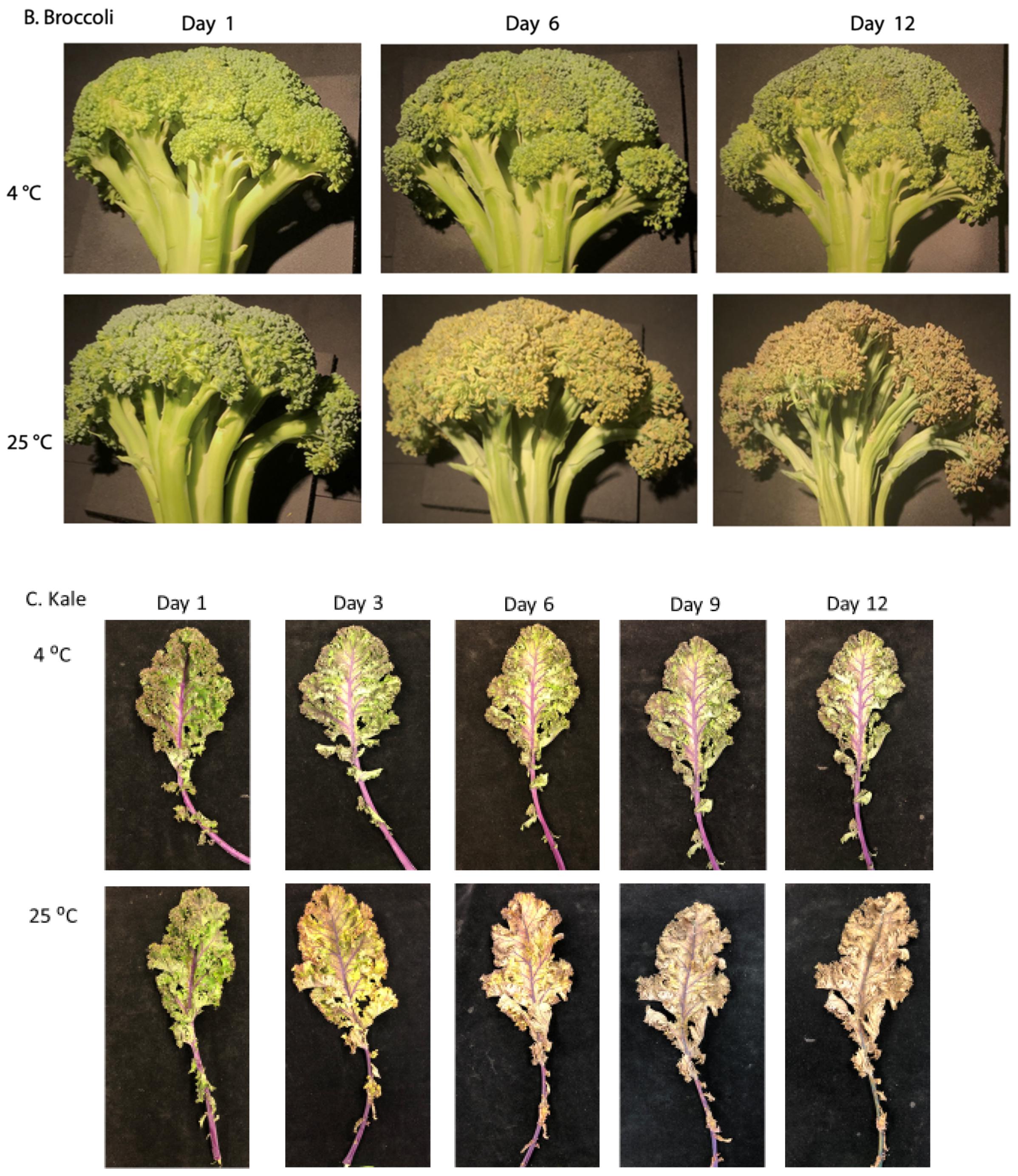 Ijms 22 00839 g001b Ijms 22 00839 g001b