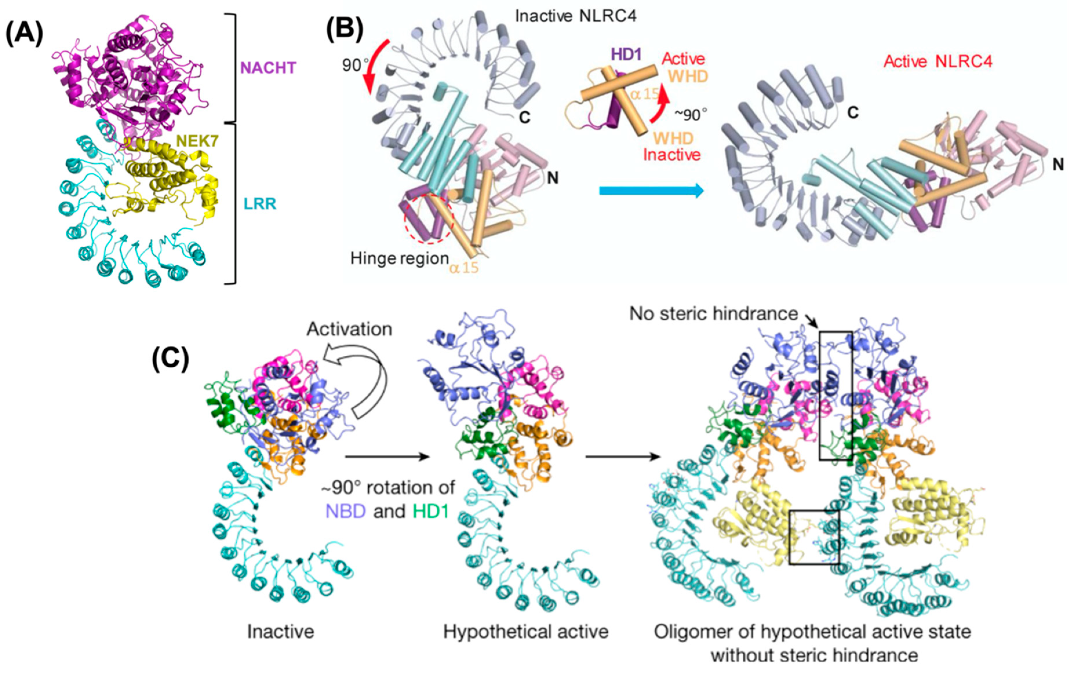 Ijms 22 00872 g002 Ijms 22 00872 g002