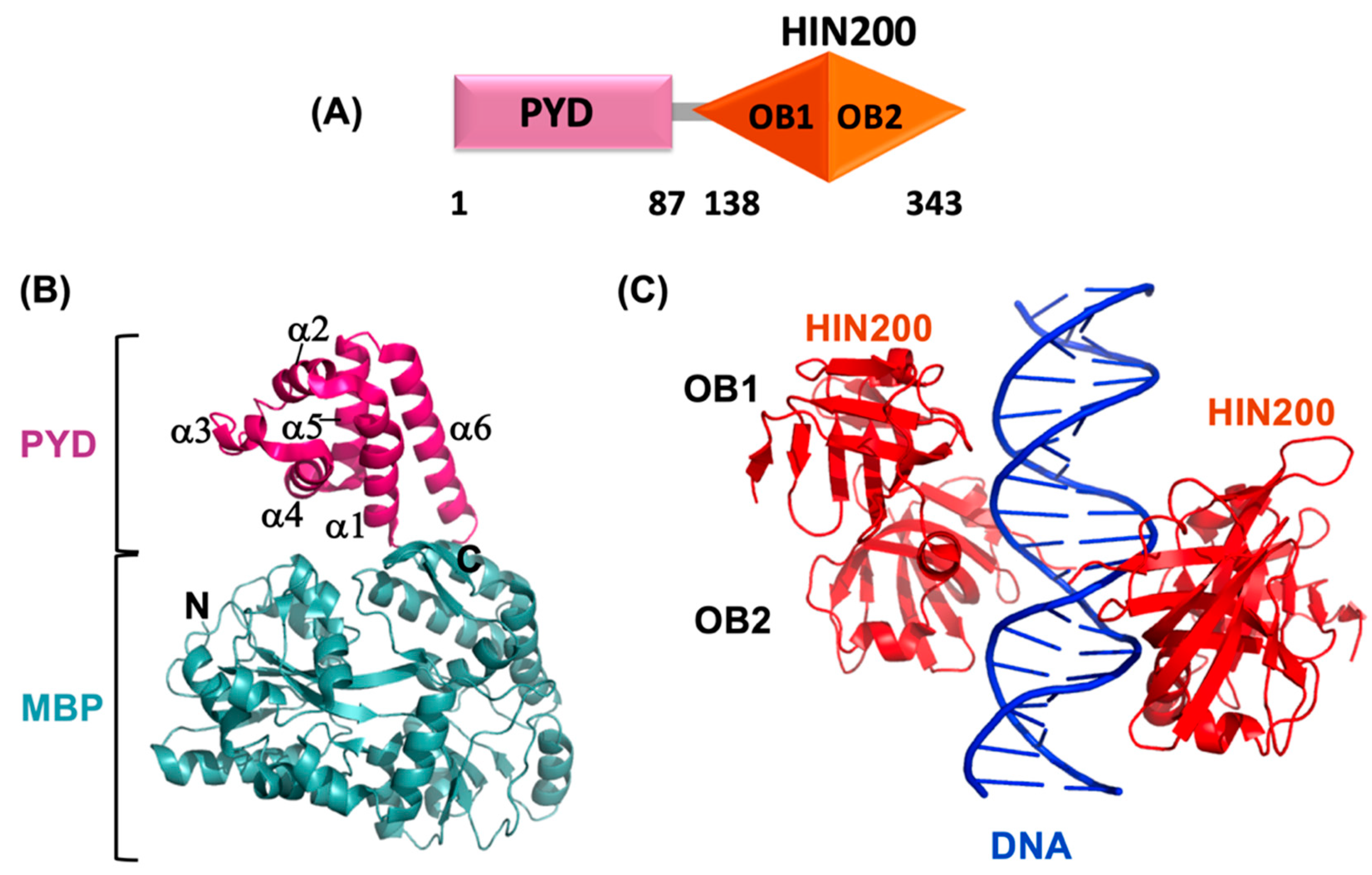 Ijms 22 00872 g003 Ijms 22 00872 g003