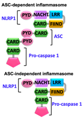 Ijms 22 00872 i001 Ijms 22 00872 i001