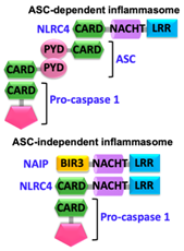 Ijms 22 00872 i003 Ijms 22 00872 i003