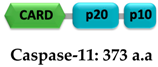 Ijms 22 00872 i010 Ijms 22 00872 i010