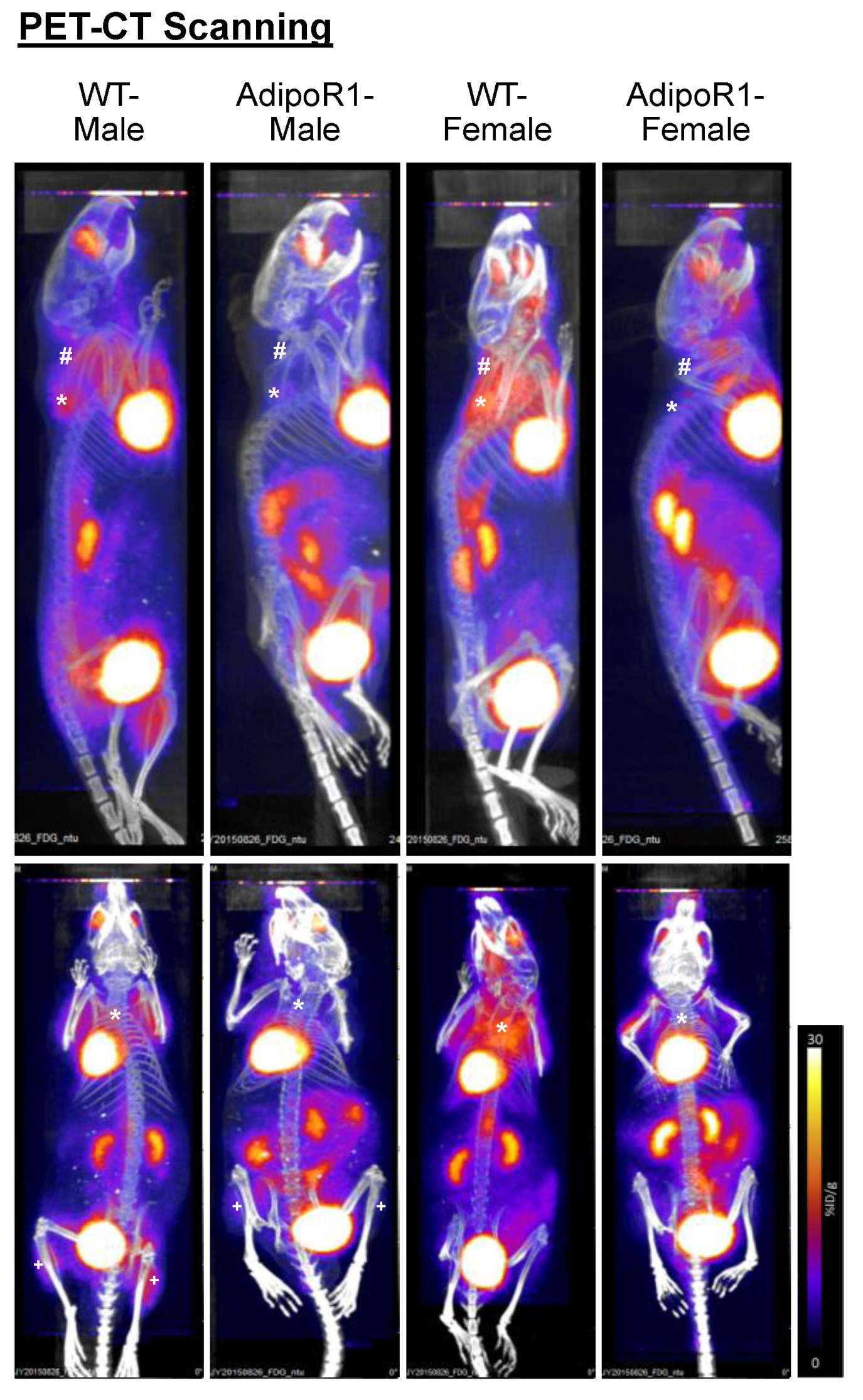 Ijms 22 00906 g002 Ijms 22 00906 g002