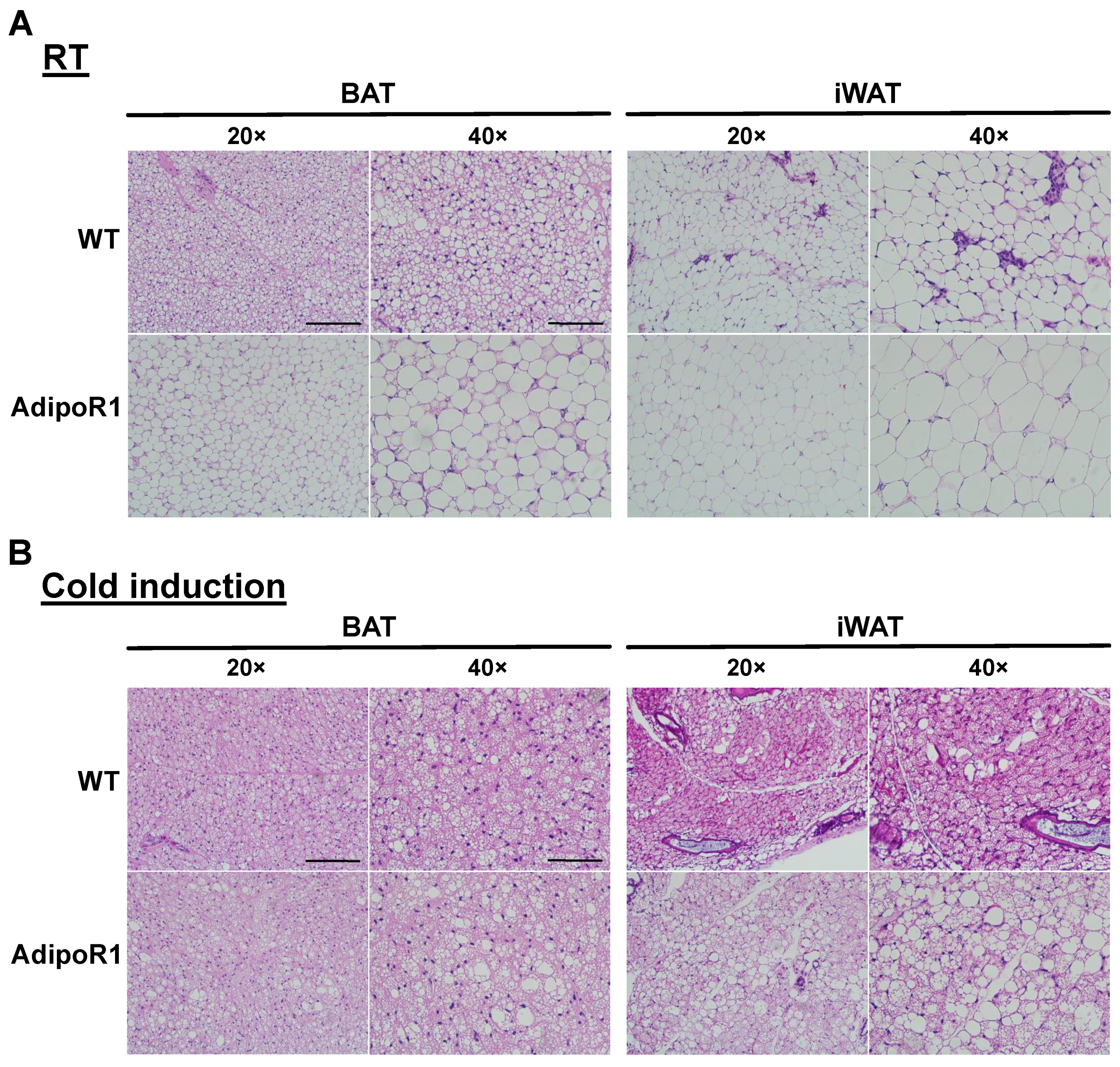 Ijms 22 00906 g003 Ijms 22 00906 g003