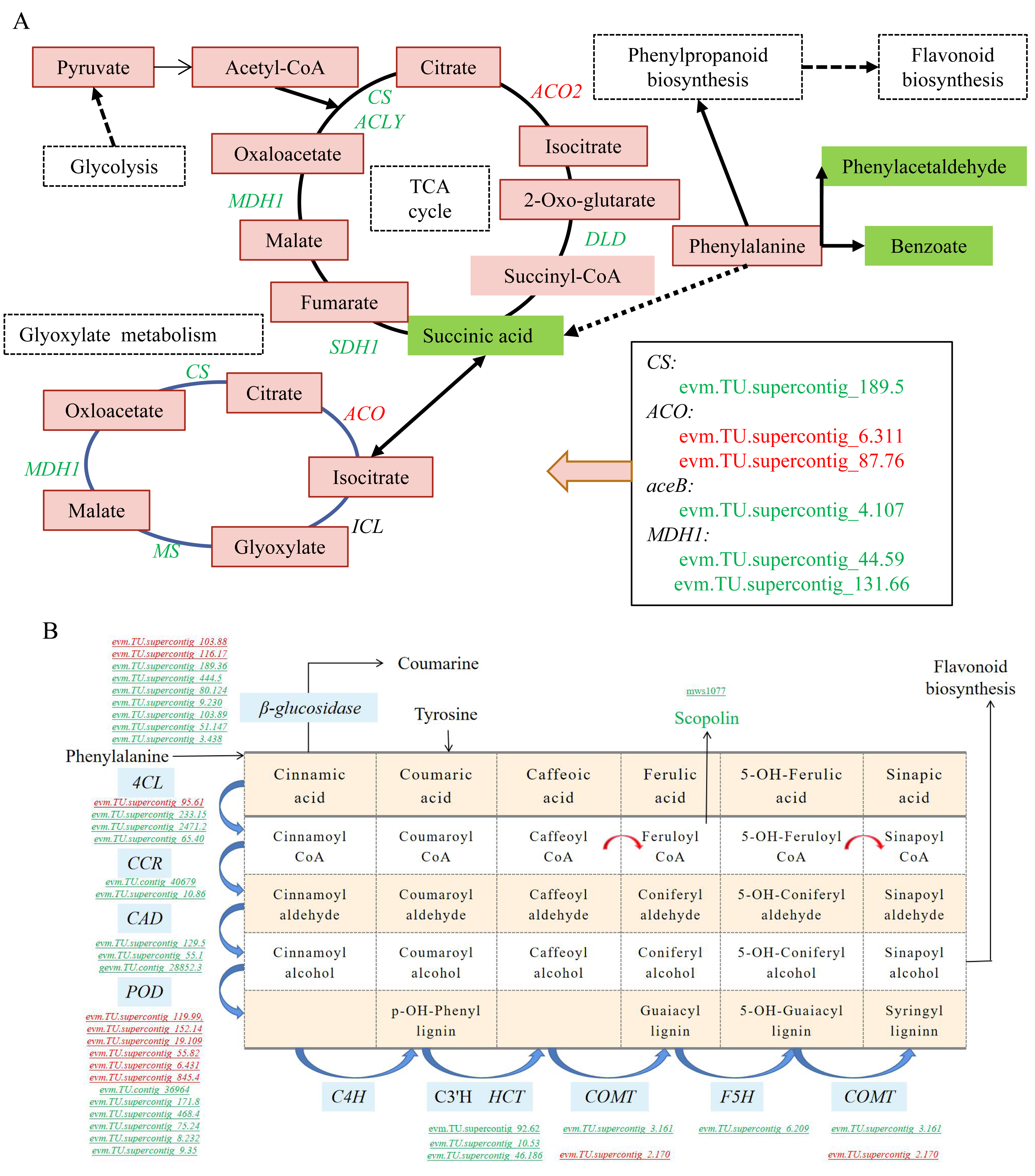 Ijms 22 00916 g007 Ijms 22 00916 g007