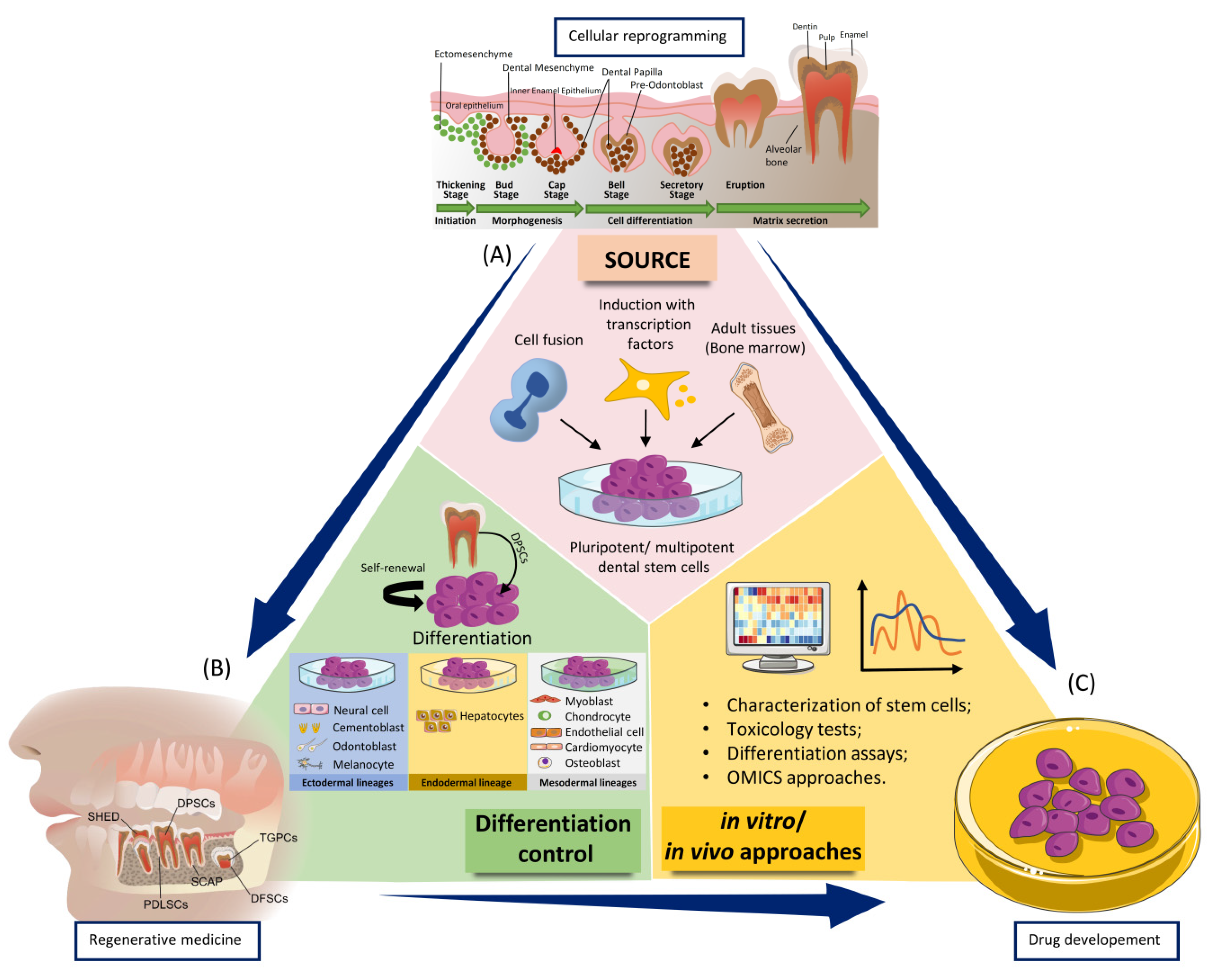 Ijms 22 00929 g002 Ijms 22 00929 g002