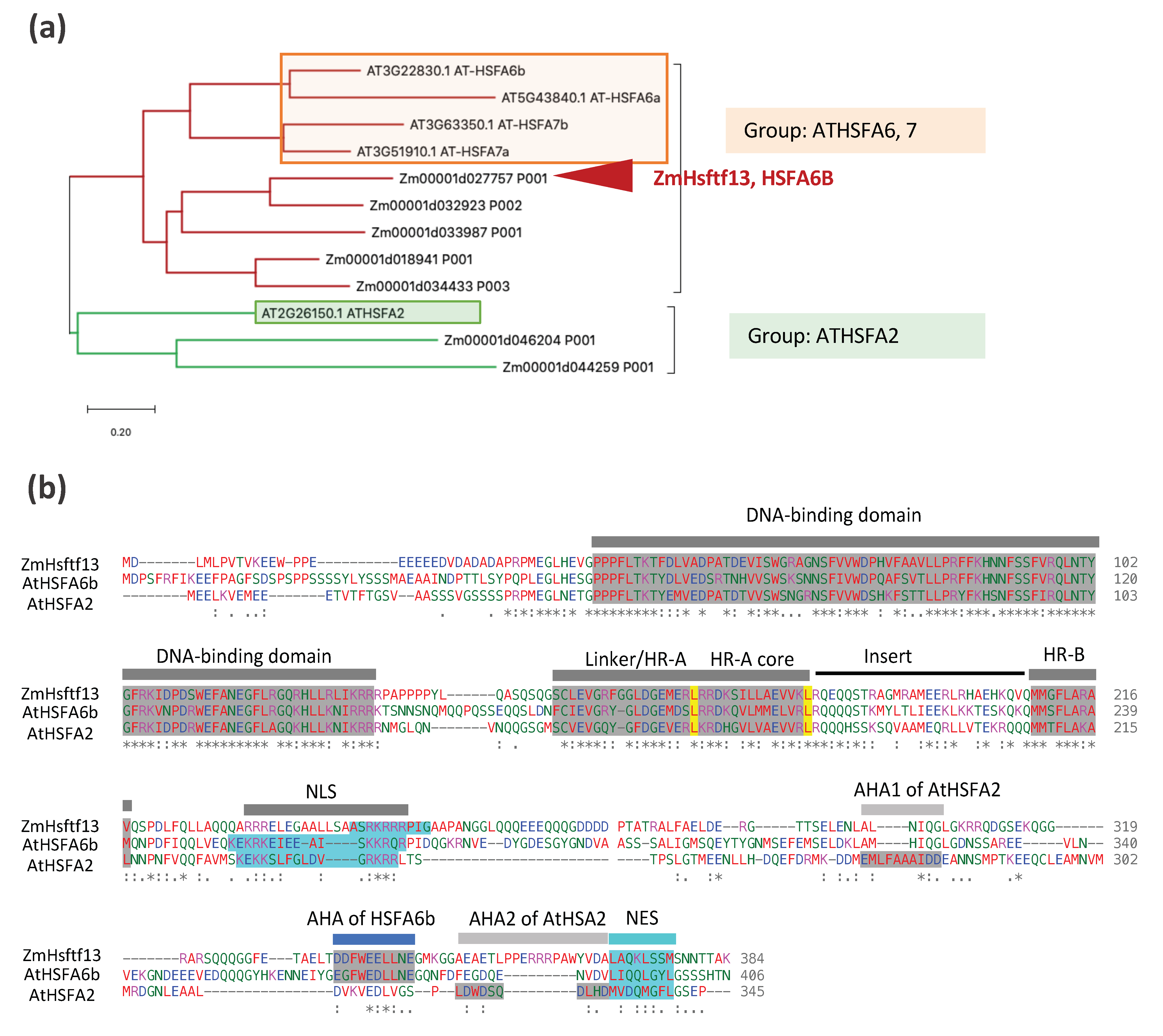 Heat Stress Responses and Thermotolerance in Maize | MDPI