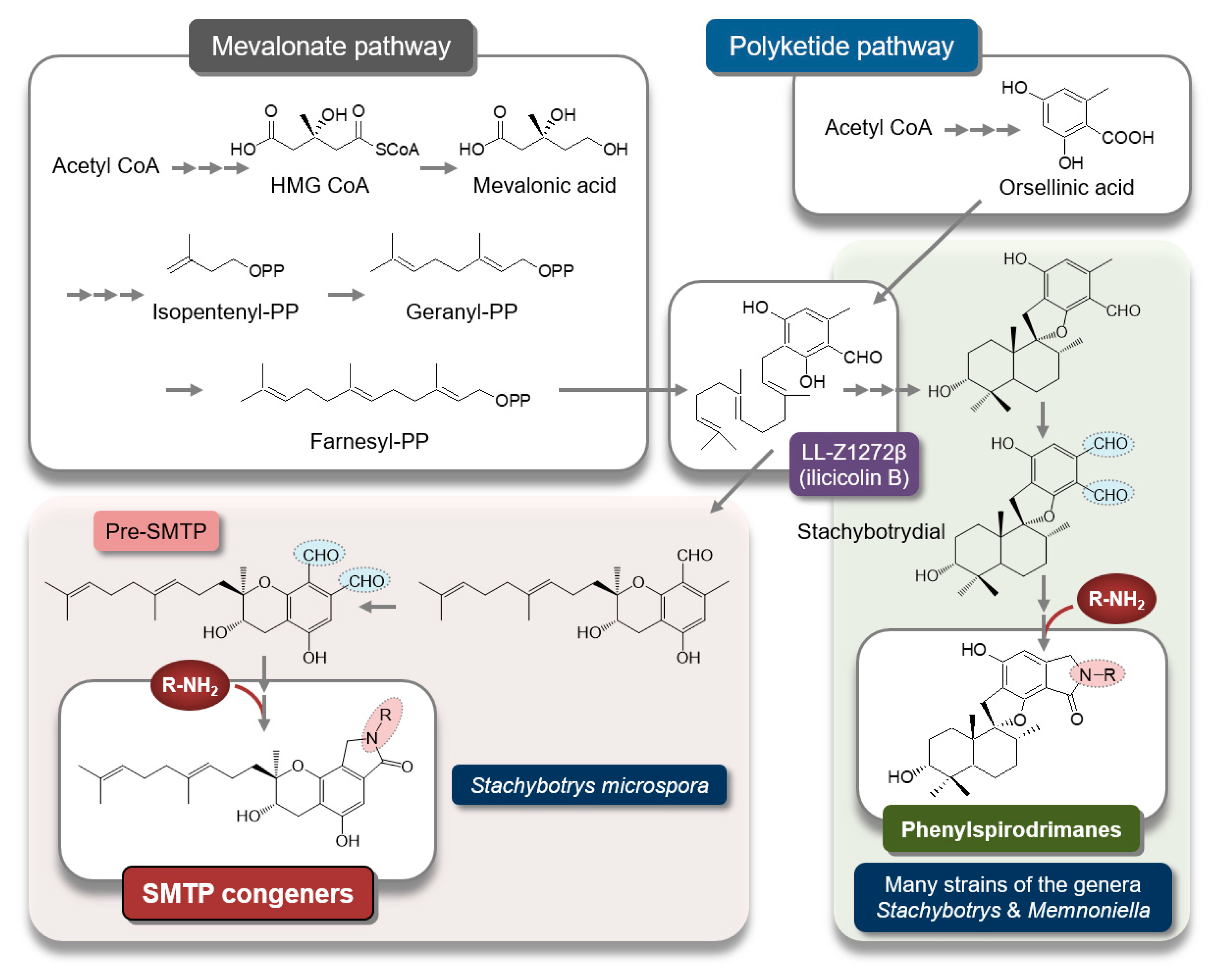 Ijms 22 00954 g002 Ijms 22 00954 g002