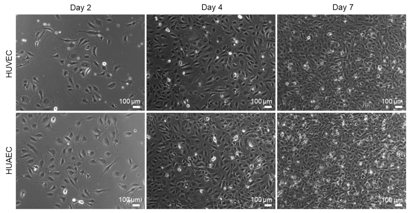Ijms 22 00978 g001 Ijms 22 00978 g001