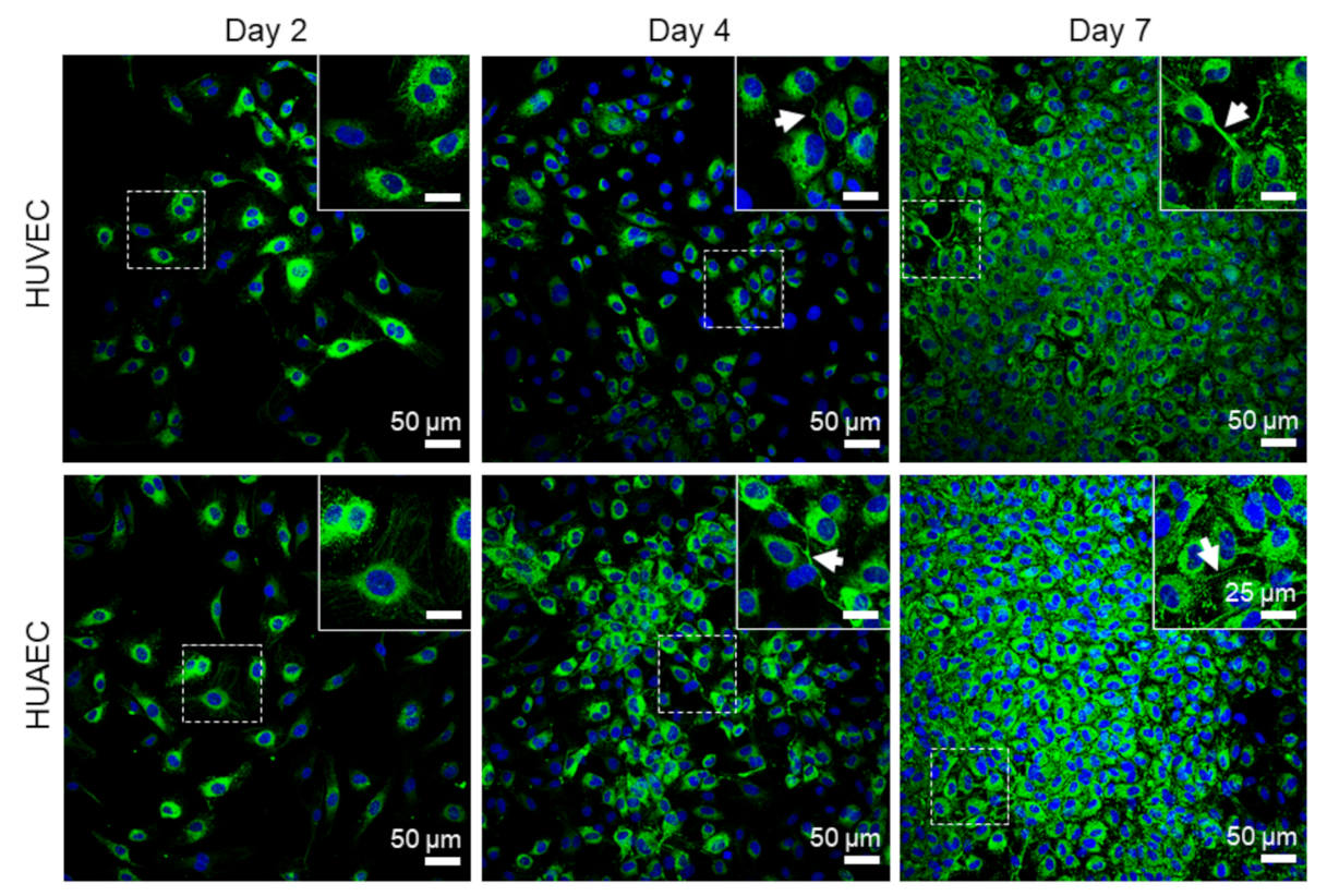 Ijms 22 00978 g006 Ijms 22 00978 g006
