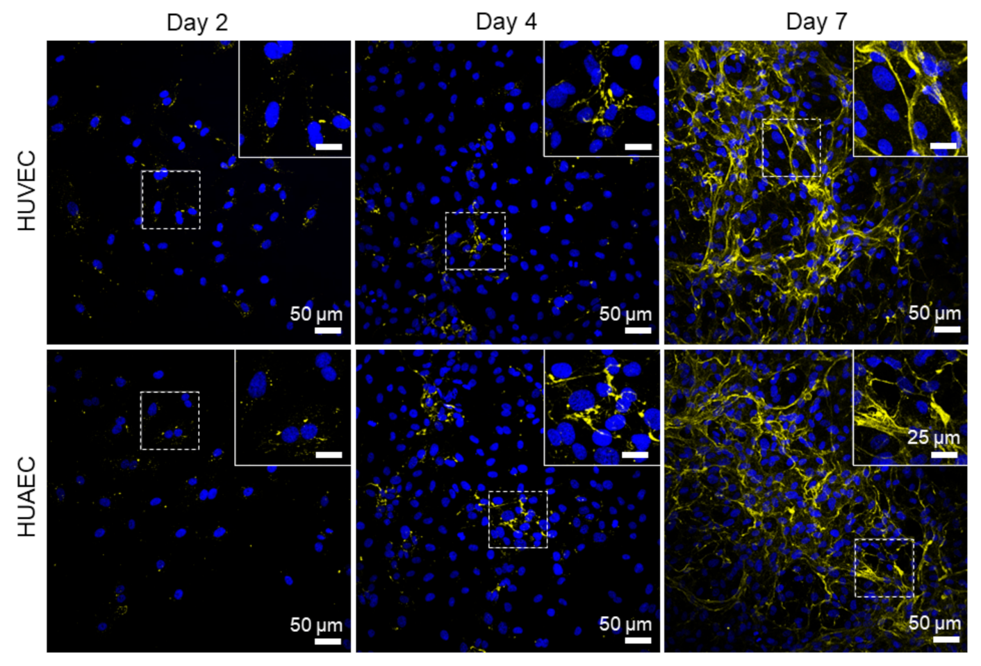 Ijms 22 00978 g007 Ijms 22 00978 g007