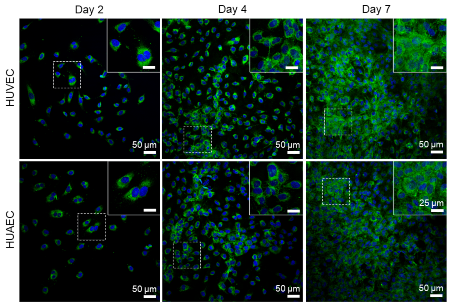 Ijms 22 00978 g008 Ijms 22 00978 g008