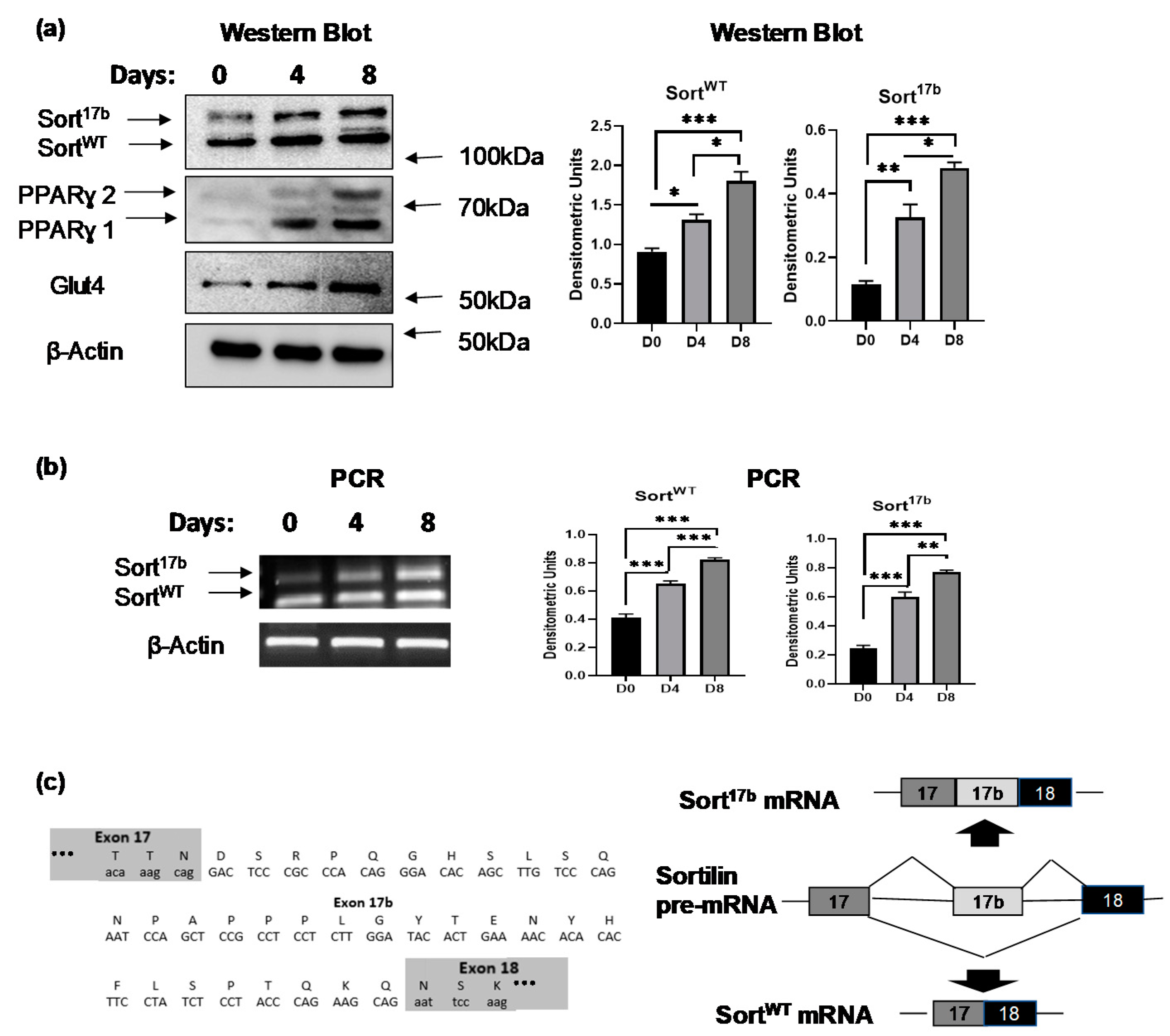 Ijms 22 00983 g001 Ijms 22 00983 g001