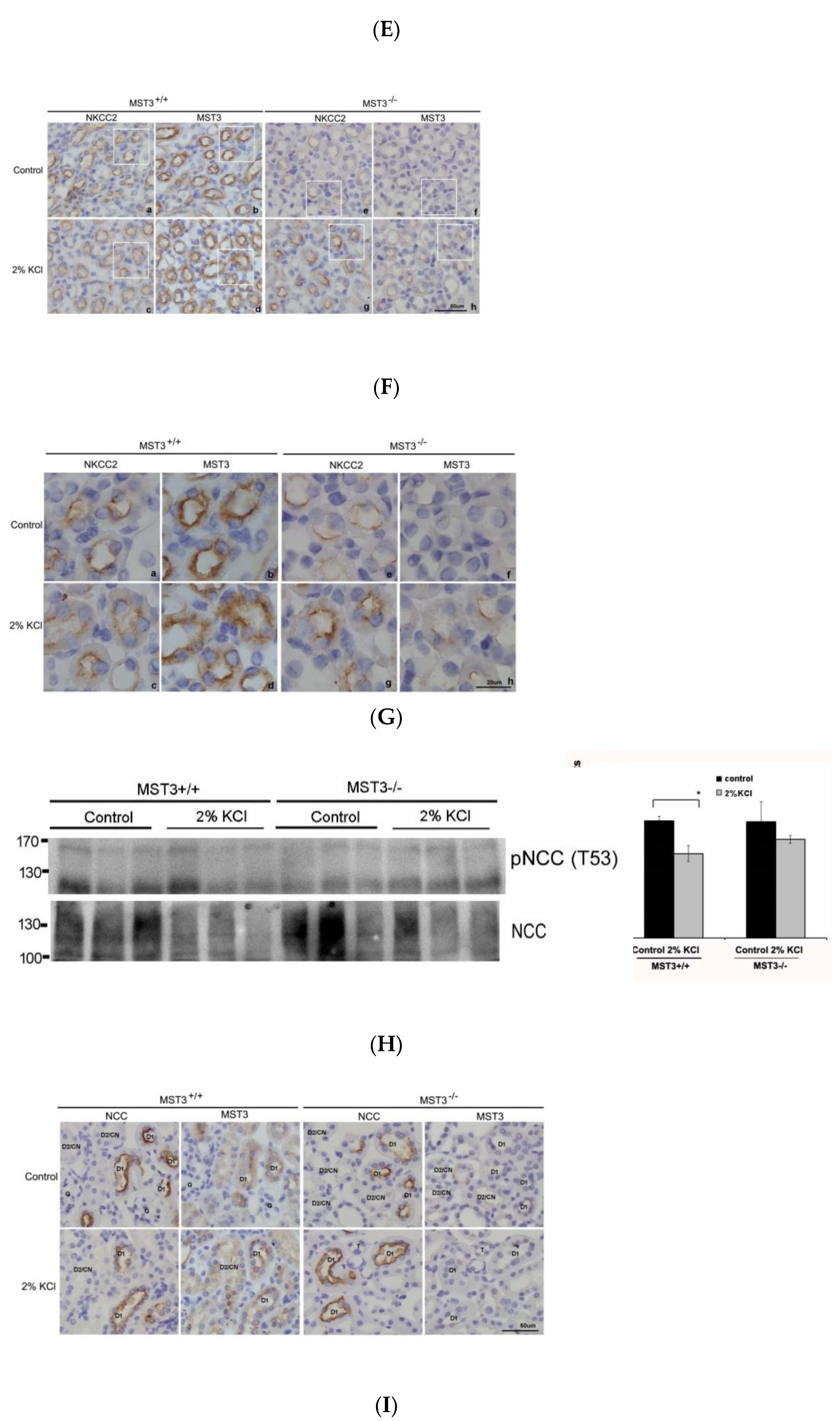 Ijms 22 00999 g004c