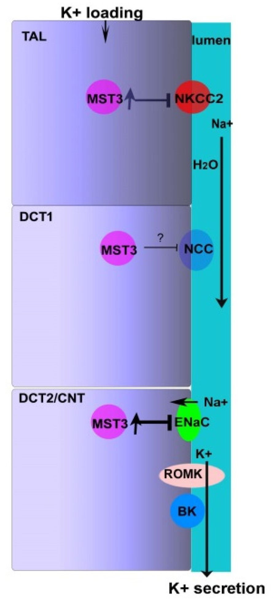 Ijms 22 00999 g005