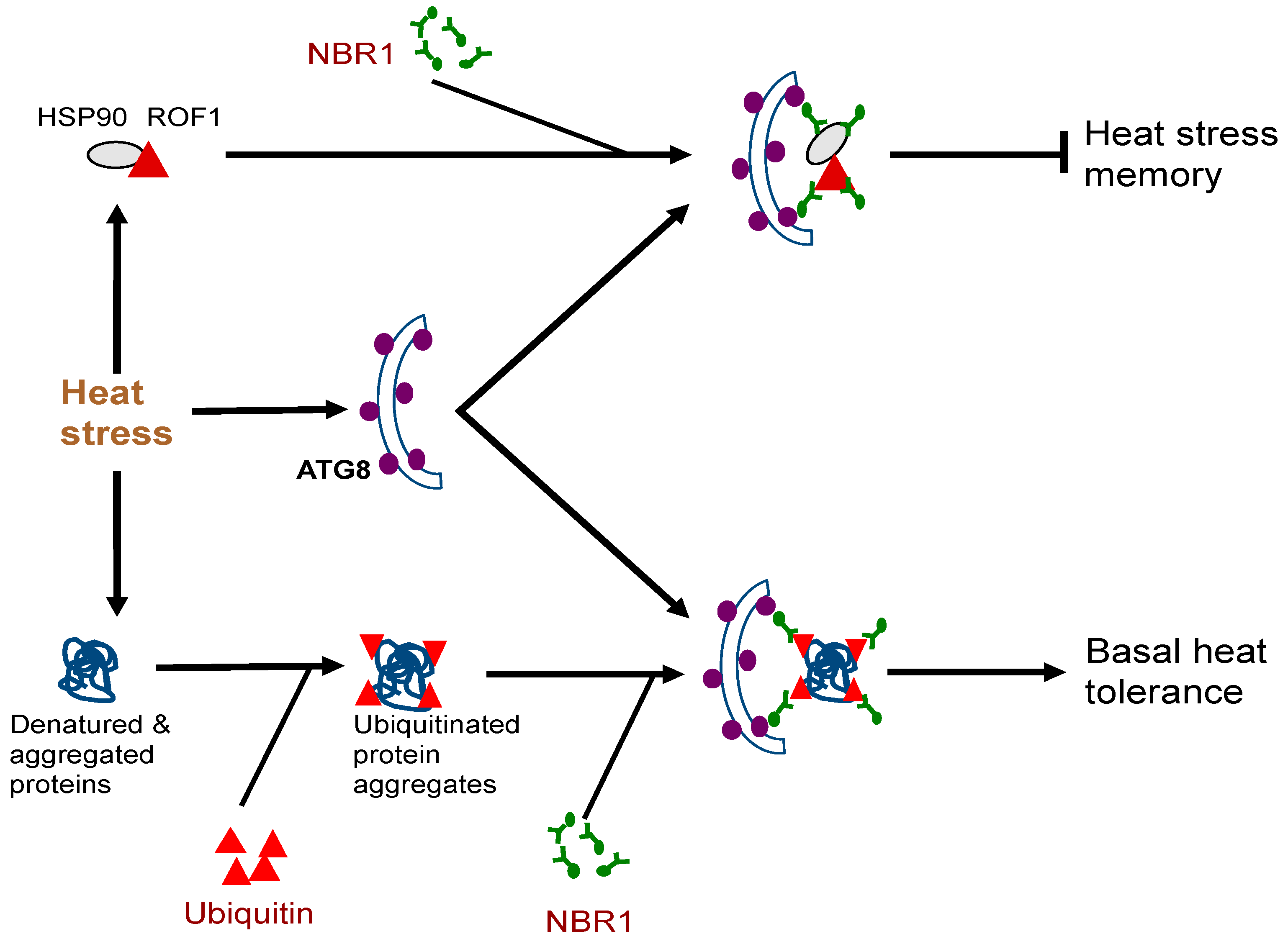 Ijms 22 01013 g002 Ijms 22 01013 g002
