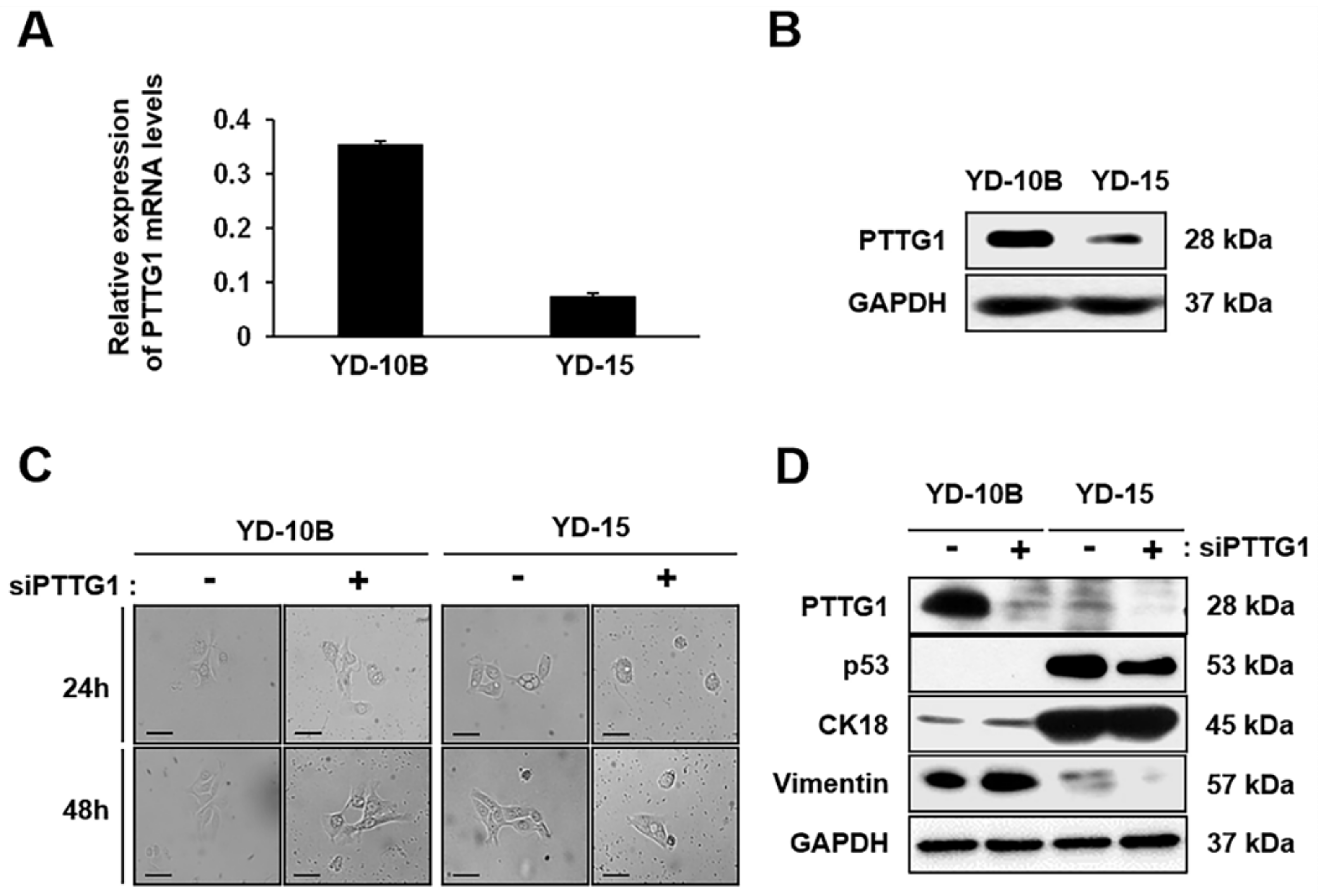 Ijms 22 01021 g001 Ijms 22 01021 g001